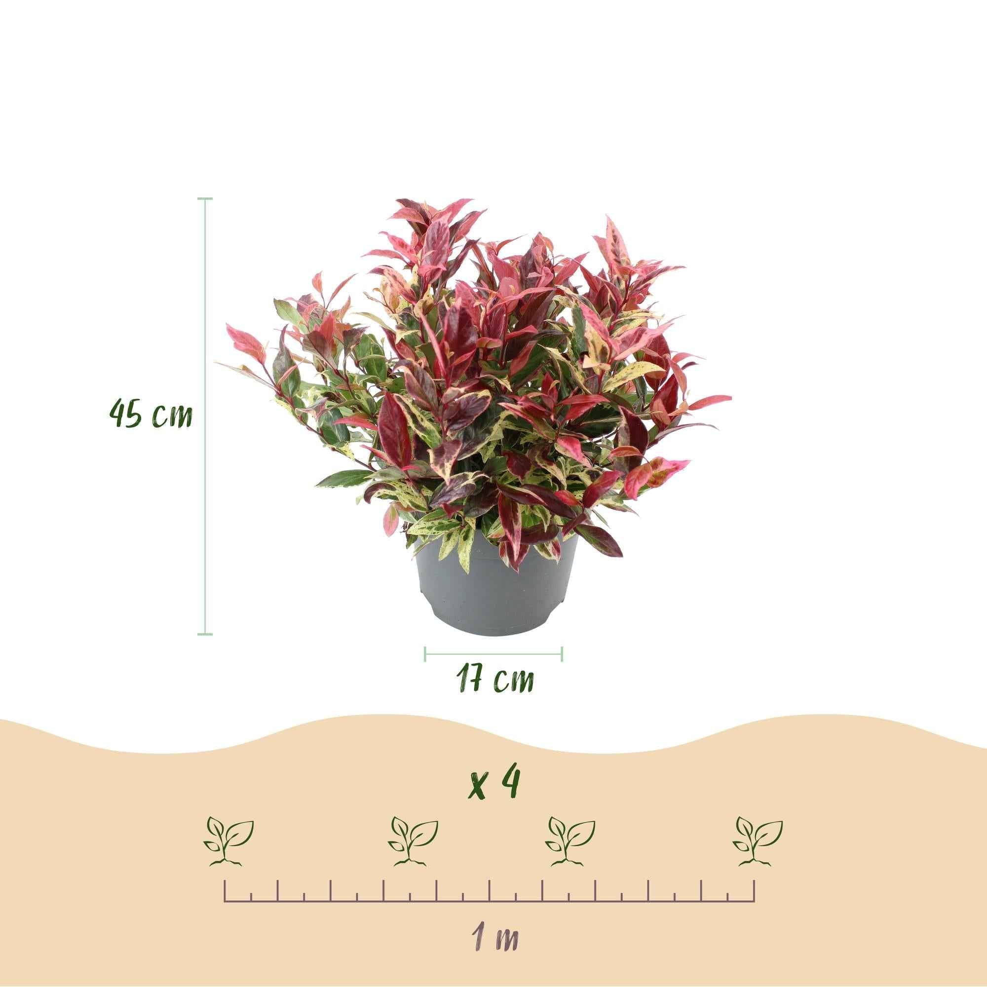 Image of Leucothoe Colour Diamond – Immergrüne Gartenpflanze mit buntem Laub – Pflegeleichter Zierstrauch für Beet, Balkon & Terrasse – 17cm