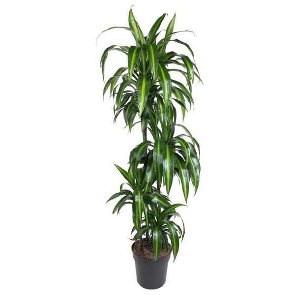 Image of Dracaena Hawaiian Sunshine – 150cm – Große luftreinigende Zimmerpflanze – Elegante Grünpflanze für Wohnzimmer, Büro & Eingangsbereiche – Palme-0
