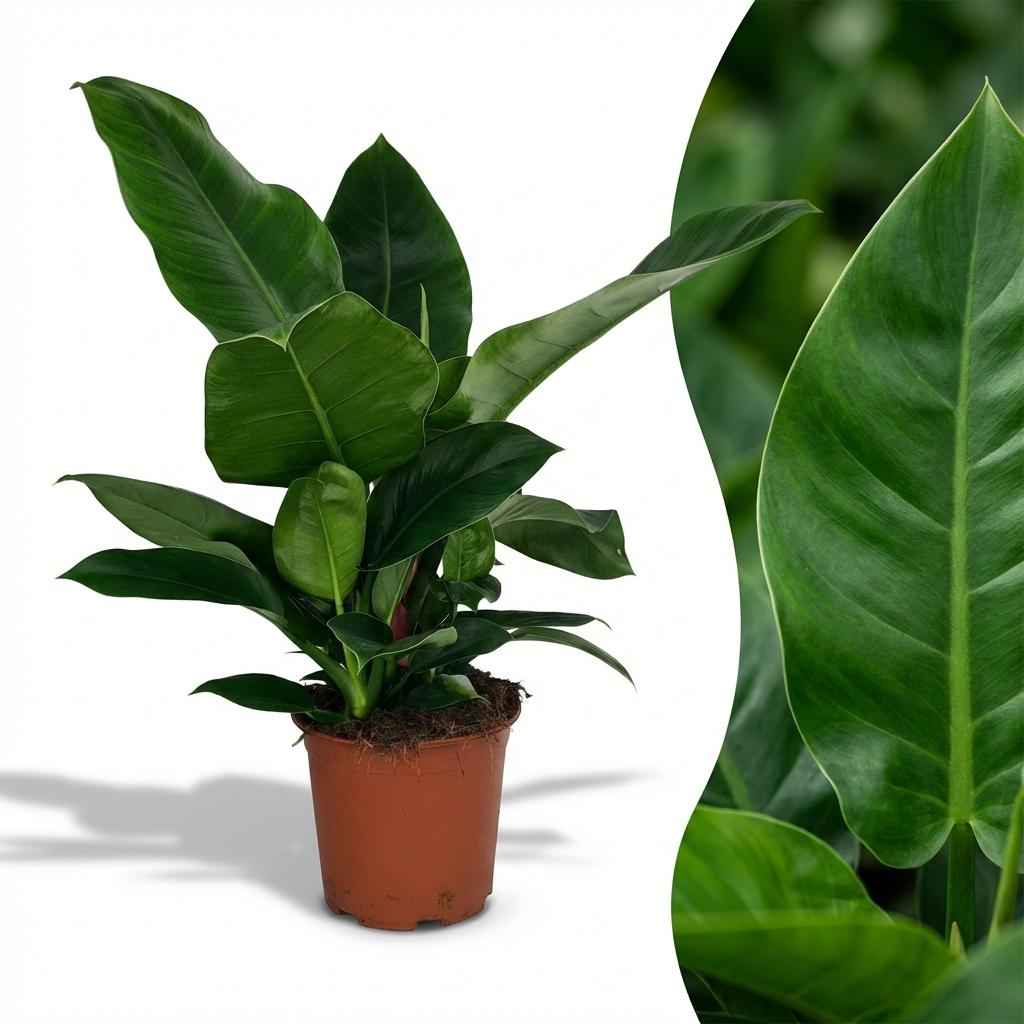 Image of Philodendron Imperial Green grün 65cm 19cm Zimmerpflanze pflegeleicht große glänzende Blätter für Wohnzimmer Büro Schlafzimmer tropische Grünpflanze-1