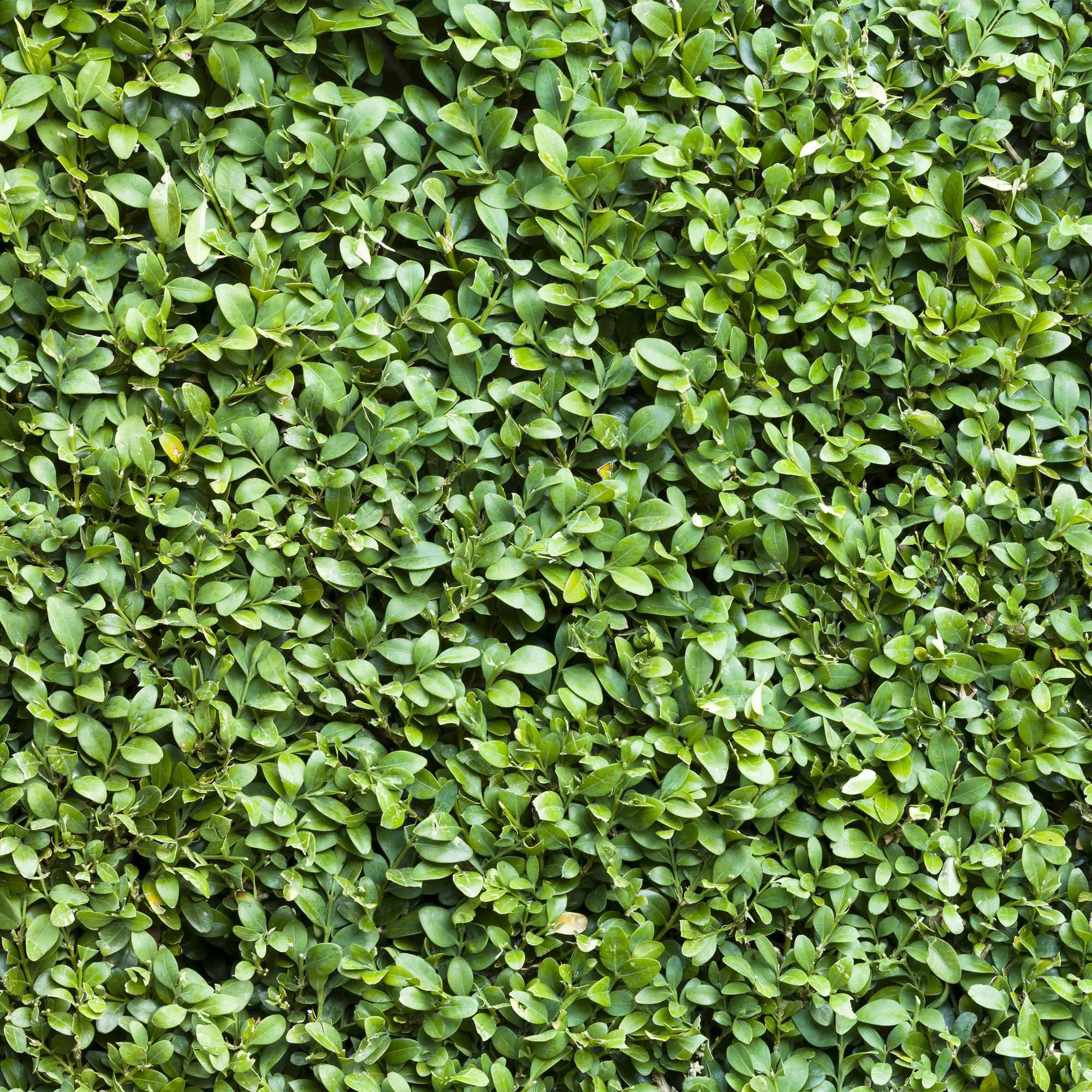 Image of Buxus sempervirens – 6 Pflanzen für 1 laufenden Meter – Gewöhnlicher Buchsbaum – Immergrüne Heckenpflanze im 17cm Topf – ca. 45cm hoch-3