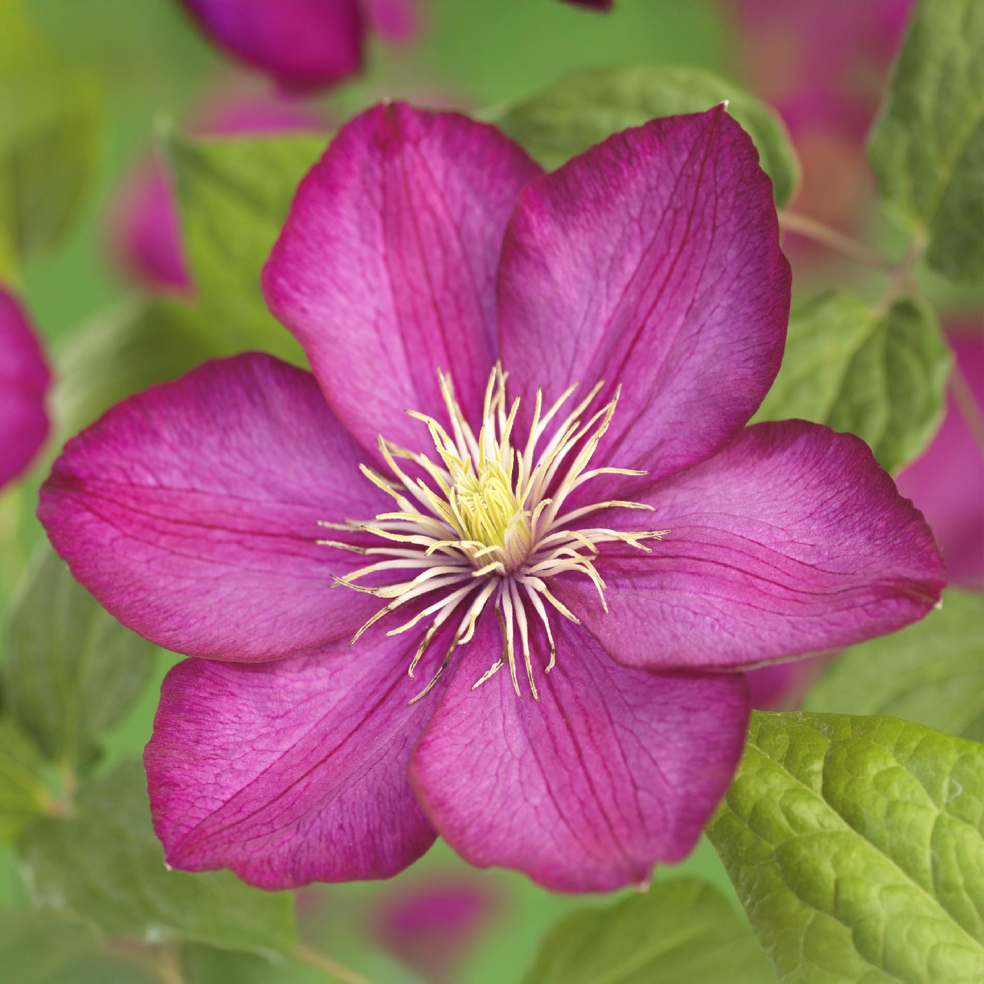 Image of Kletterpflanze Clematis Ville de Lyon – Rosa Blüten – 2 Pflanzen – 11cm x H40cm – Winterhart & Pflegeleicht – Ideal für Garten, Balkon & Pergolen-1