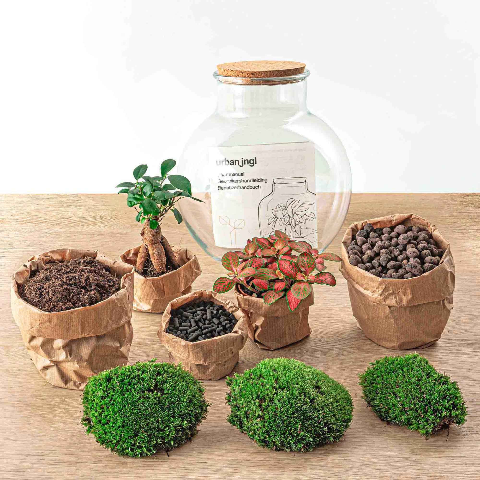 Image of Flaschengarten DIY Bausatz Teddy Bonsai – Terrarium Ø25cm x H26,5cm – Do – It – Yourself Pflanzterrarium – Autarkes Mini – Ökosystem-2