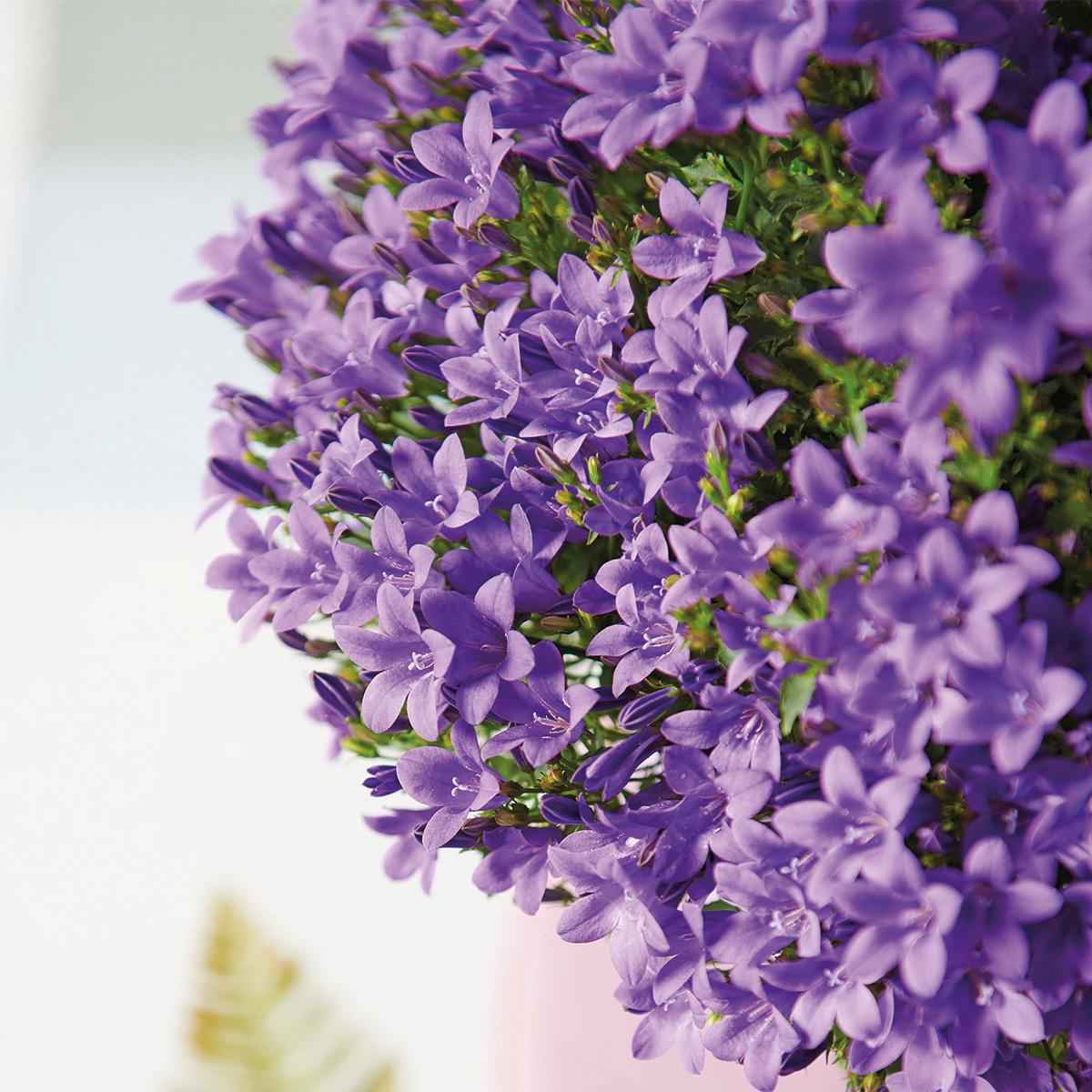 Image of Campanula Addenda lila 12cm – winterharte mehrjährige Glockenblume – Wuchshöhe ca.20-30cm – pflegeleicht