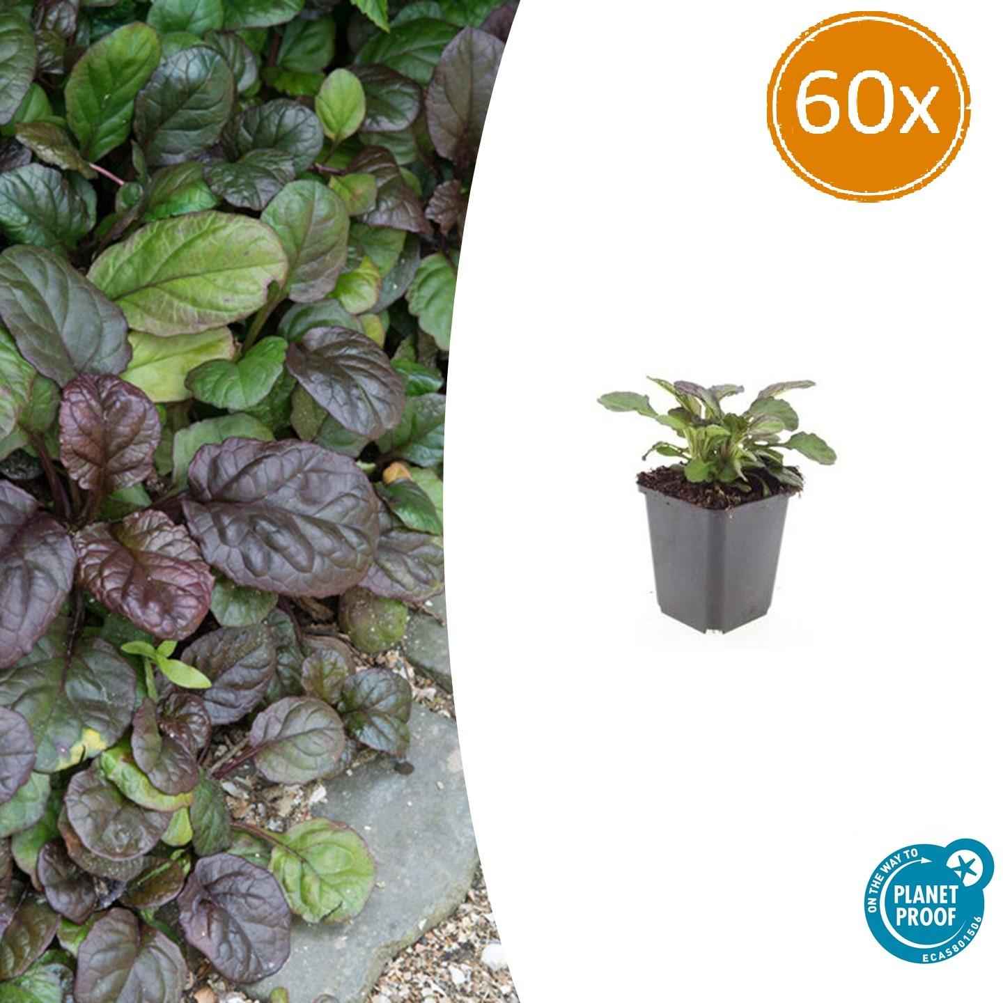 Image of Großblättriger Günsel – Ajuga reptans 'Catlin's Giant' – ↕10-25cm – Ø9cm – 60 Pflanzen – winterharter Bodendecker-1