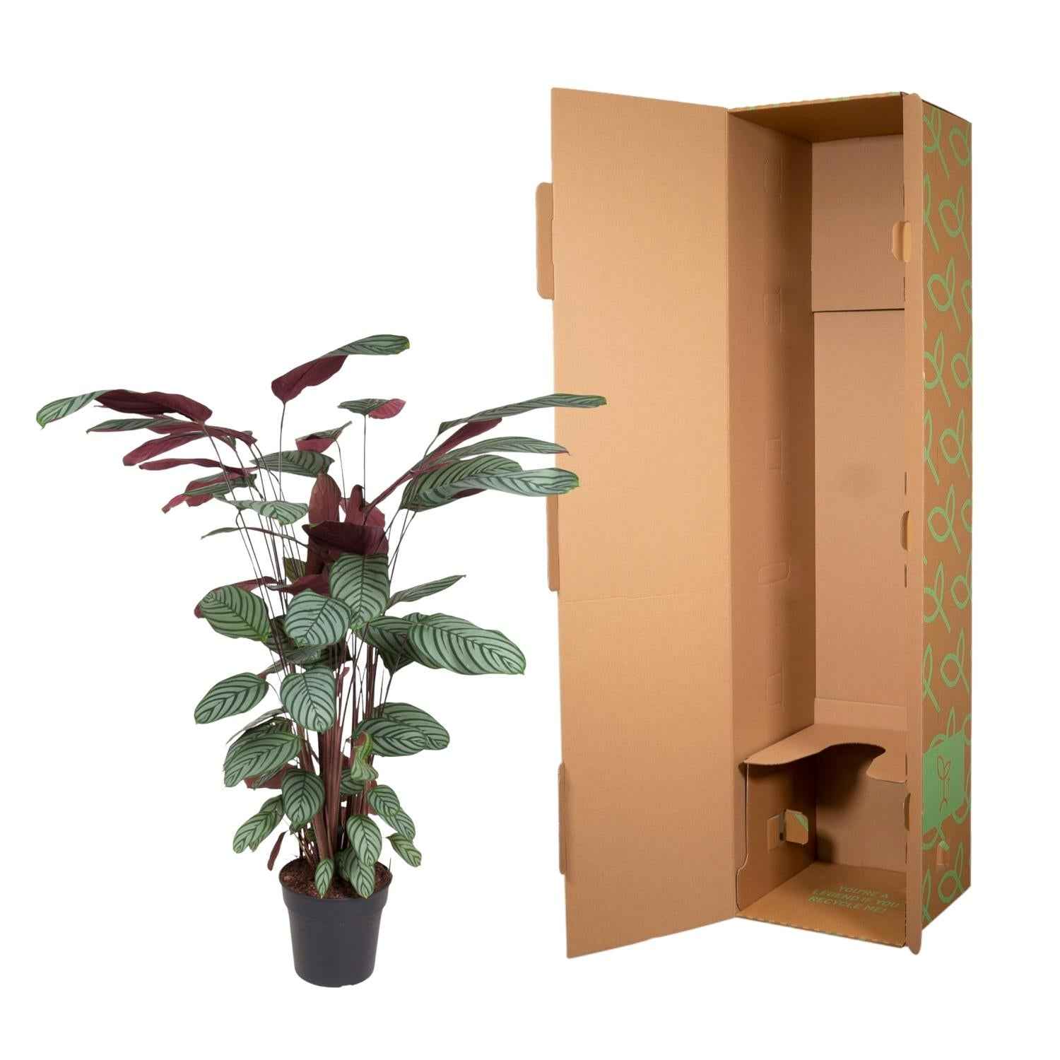 Image of Korbmarante Calathea Oppenheimiana – Zimmerpflanze – Ø27cm ↕130cm – Exotisches Blattmuster & violette Unterseite – Pflegeleicht & luftreinigend-2