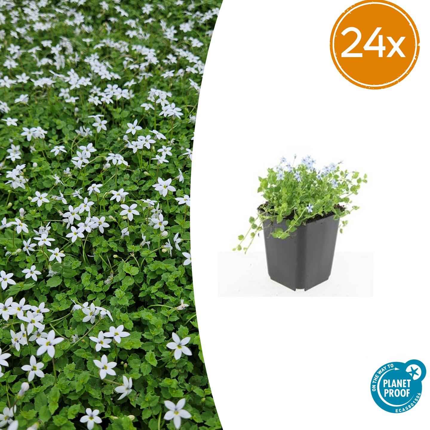 Image of Isotoma fluviatilis 'Alba' – Bodendecker – 24 Pflanzen – Ø9cm – ↕10-25cm – Weiße Blüte – Immergrün & winterhart – Für Sonne & Halbschatten-1