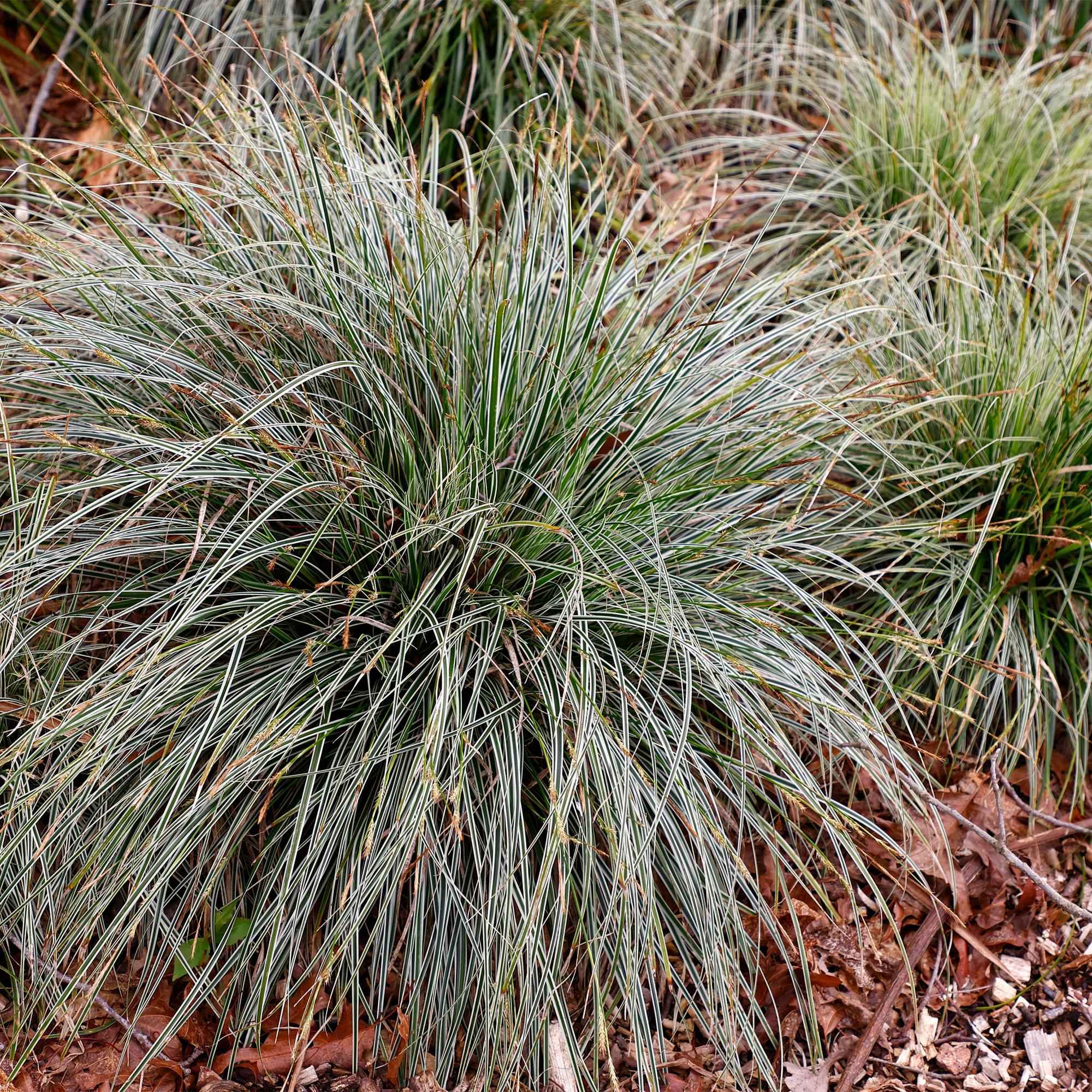 Image of Ziergras Segge Carex oshimensis Everest – Weiß – Grün panaschiert – Immergrün & winterhart – Höhe ca. 50cm – 17cm – Pflegeleicht für Beet & Kübel