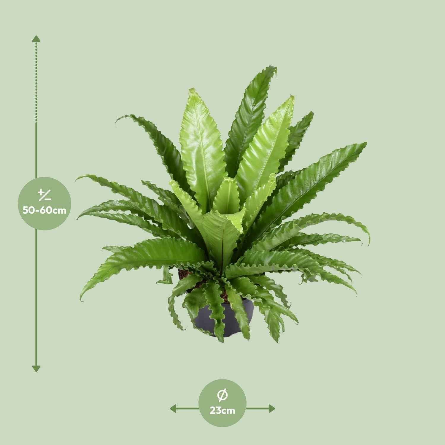 Image of Nestfarn – Asplenium Antiquum Osaka – Zimmerpflanze – Ø23cm – ↕60cm – Üppige grüne Wedel – Pflegeleicht