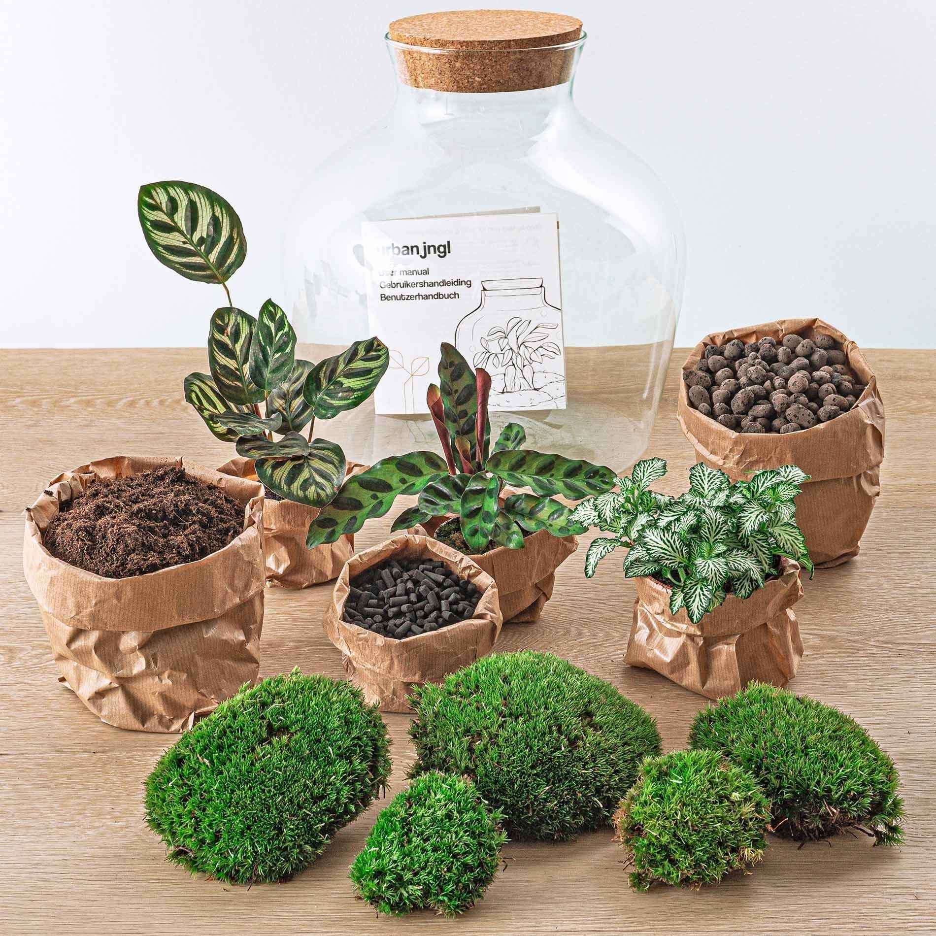 Image of Flaschengarten DIY Bausatz Fat Joe – Terrarium Set mit Pflanzen, Moos & Zubehör – Ø29cm ↕30cm – Selbstversorgendes Pflanzterrarium mit 5 – Schritte-2