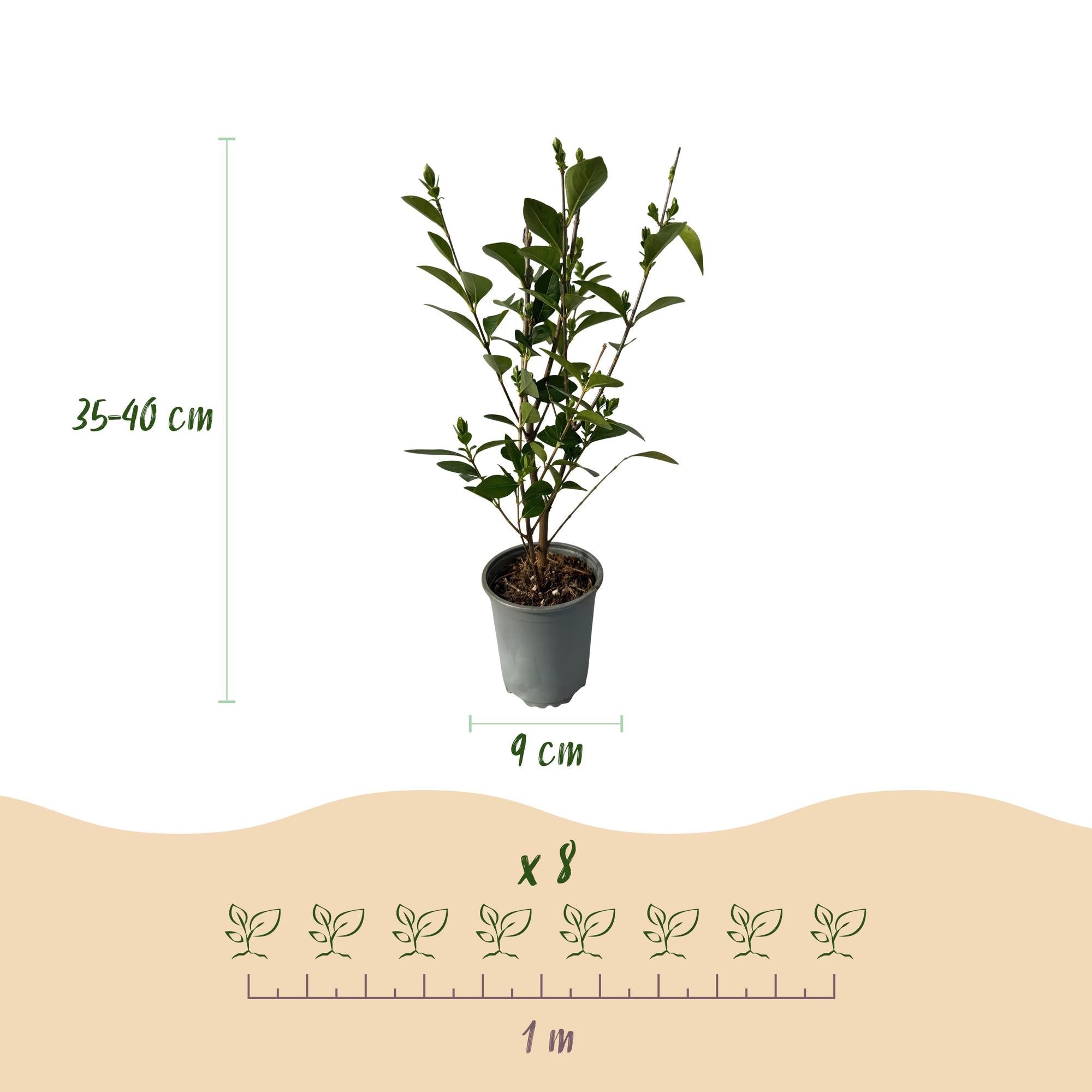 Image of Ovalblättriger Liguster Ligustrum ovalifolium – Immergrüne Heckenpflanzen – 8 Pflanzen – 1m – 9cm Höhe 35-40cm – Grün – Pflegeleicht-2