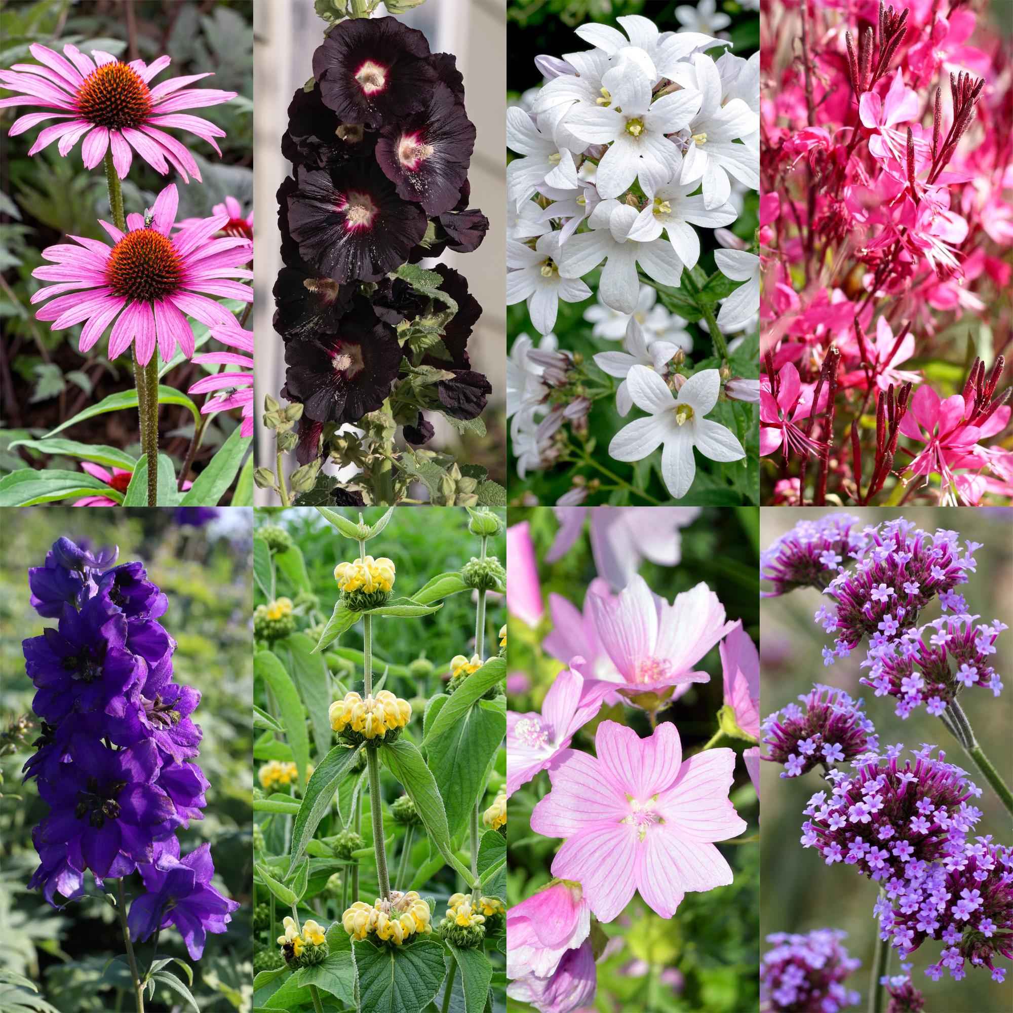 Image of Staudenset für Bienen & Schmetterlinge – 6 mehrjährige Gartenstauden für 1m² – Ø11cm – Echinacea, Rittersporn, Stockrose & Prachtkerze-0