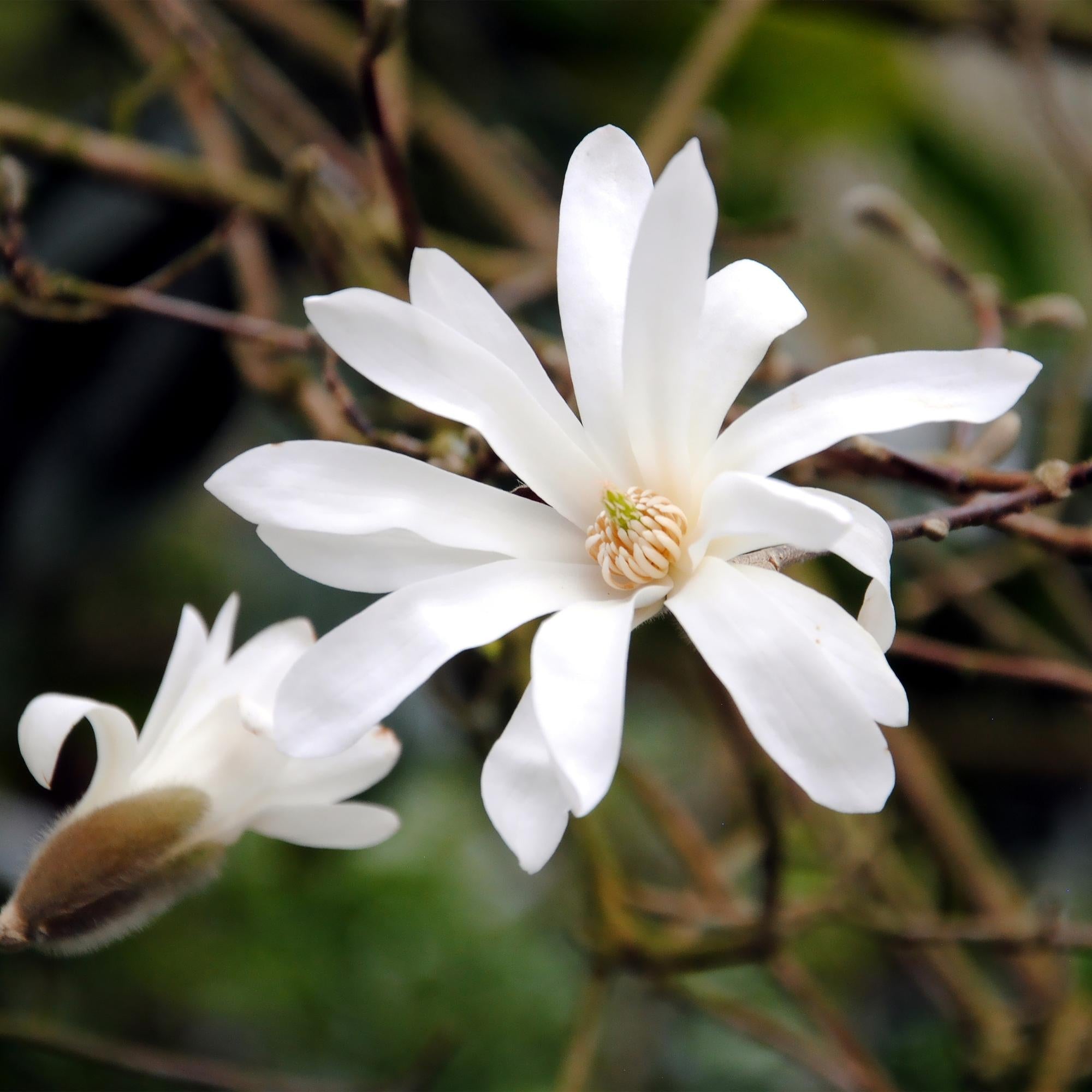 Image of Magnolia stellata – 12cm – Höhe ca. 30cm – Laubabwerfende Stern – Magnolie mit weißen bis hellrosa Frühjahrsblüten-2