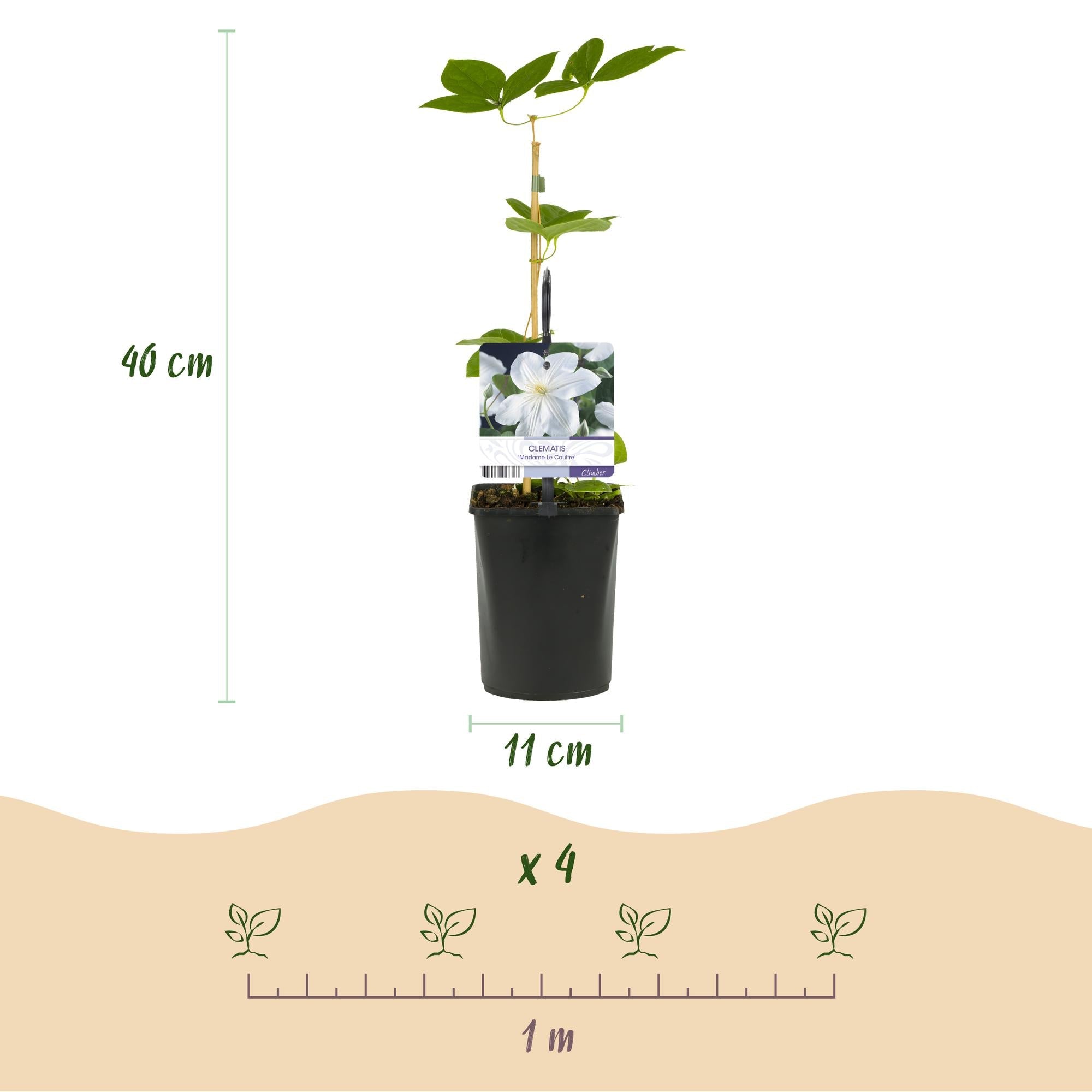 Image of Kletterpflanze Clematis Madame Le Coultre – Cremig weiße Blüten – Wenig Pflege – 2 Pflanzen – 11cm Höhe 40cm – Für Garten, Terrasse & Pergolen-3