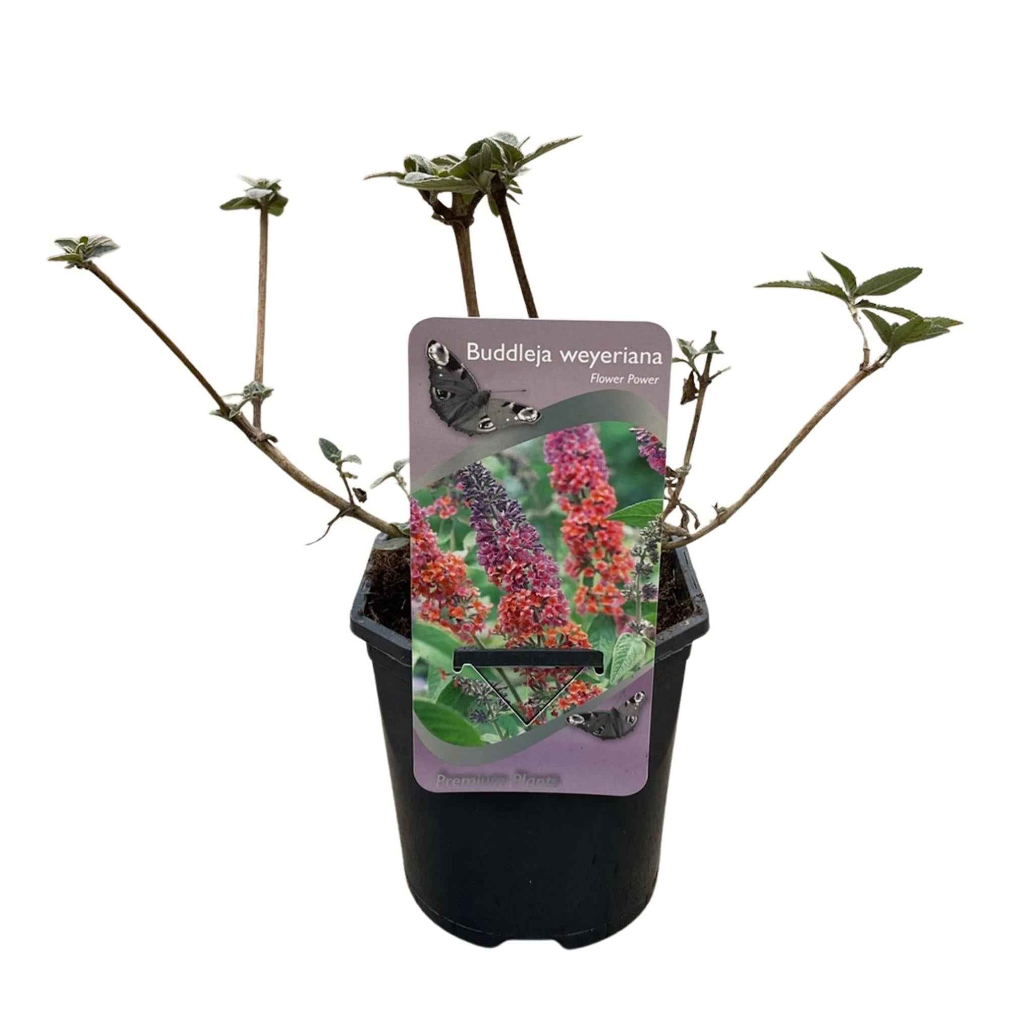 Image of Schmetterlingsbusch Buddleja davidii Flower Power – Orange – Lila Blüten – 3 Pflanzen – 1m² – Schmetterlingsfreundlich – 17cm Höhe 30cm-2