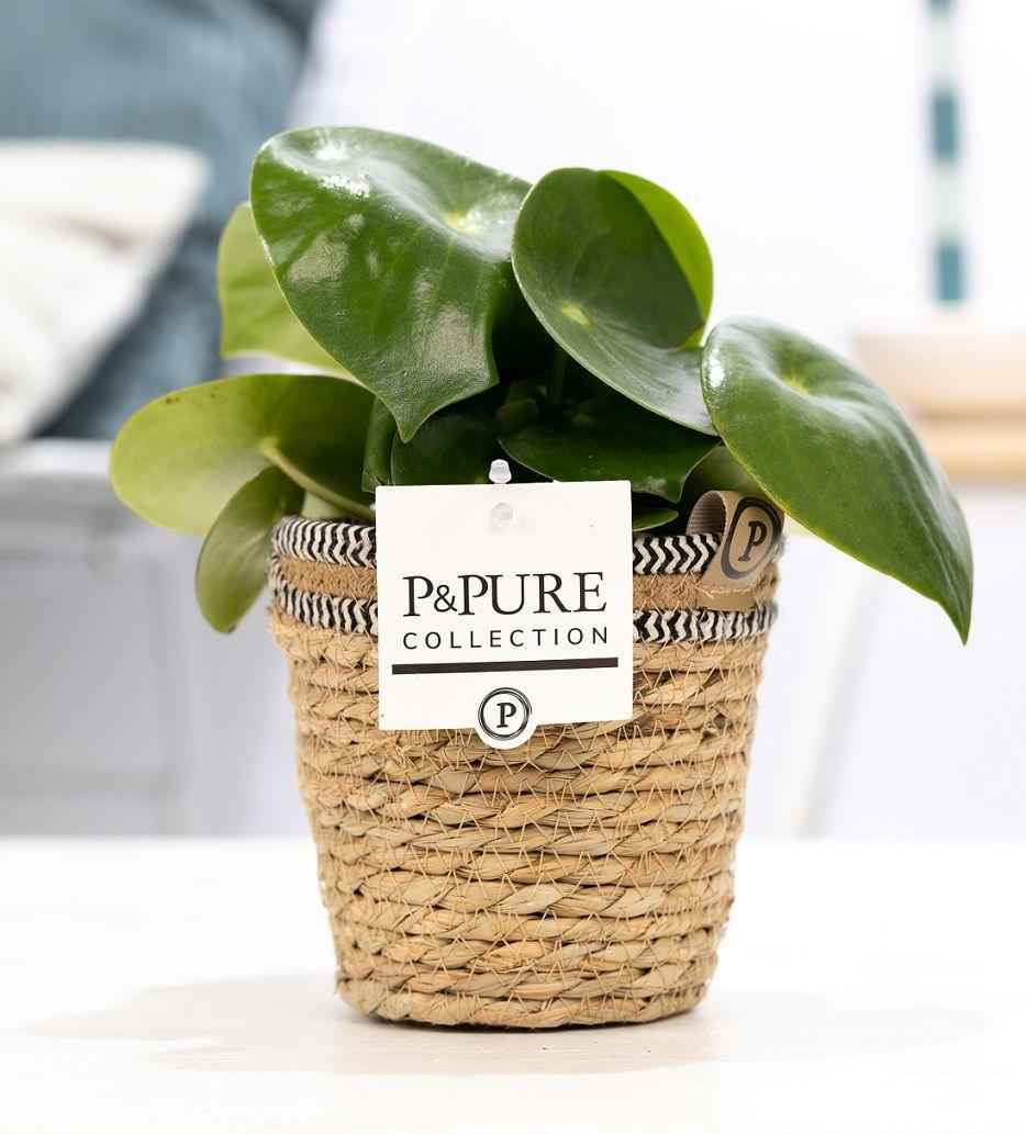 Image of Peperomia Raindrop Zwergpfeffer im Korb Ø12cm ↕25cm – Zimmerpflanze im natürlichen Rattankorb – Tropfenförmige Blätter – Pflegeleicht & dekorativ – Ideal für Wohnzimmer, Büro & Boho-Einrichtungen-0