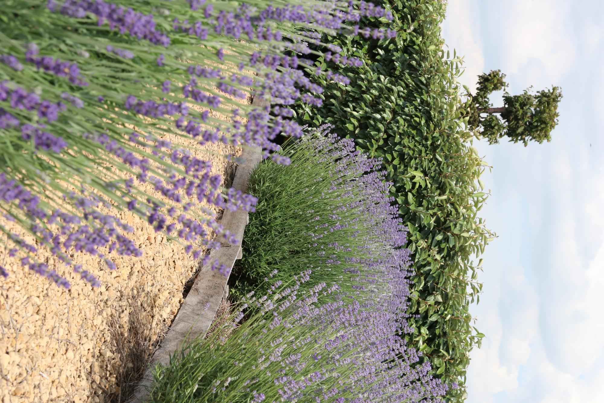 Image of Echter Lavendel – Lavendel angustifolia – 6 Pflanzen – Ø7cm, ↕15cm – Duftend, Pflegeleicht & Winterhart – Für Garten, Balkon & Terrasse-4