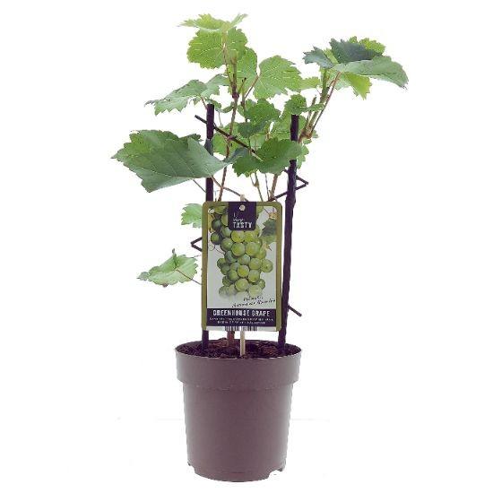Image of Weinrebe – Vitis Muscat d'Alexandrie – Ø15cm – ↕40cm – Süße Muskattrauben – Sonniger Standort – Für Garten & Balkon-0