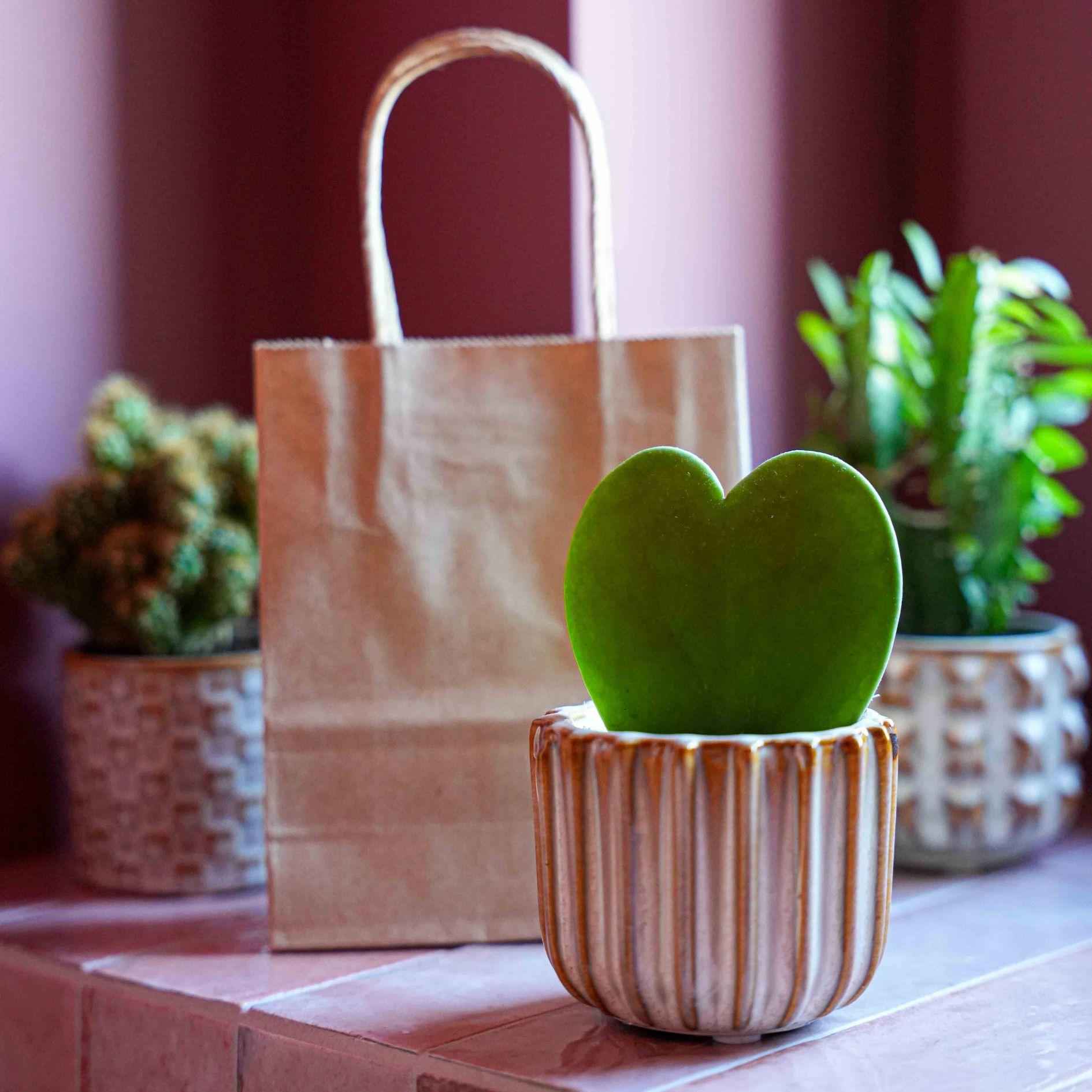 Image of Geschenkset mit Herzpflanze Hoya kerrii Dekom Topf Grußkarte und Geschenktüte liebevolles Mini Geschenkset für Muttertag Geburtstag Valentinstag