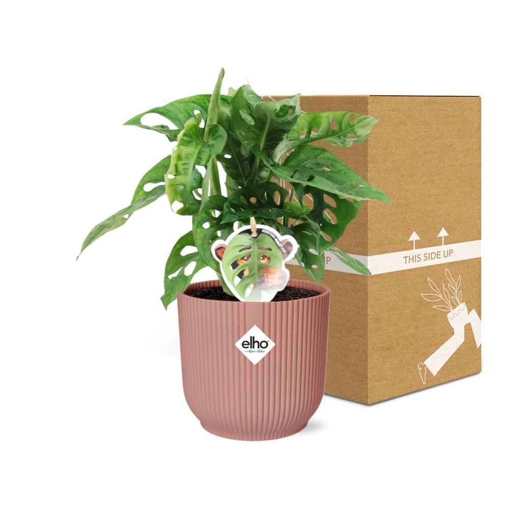 Image of Fensterblatt – Monstera ‘Monkey Leaf’ im Topf Vibes Fold 14cm – Zimmerpflanze im Dekotopf Rose – Pflegeleicht & luftreinigend-4