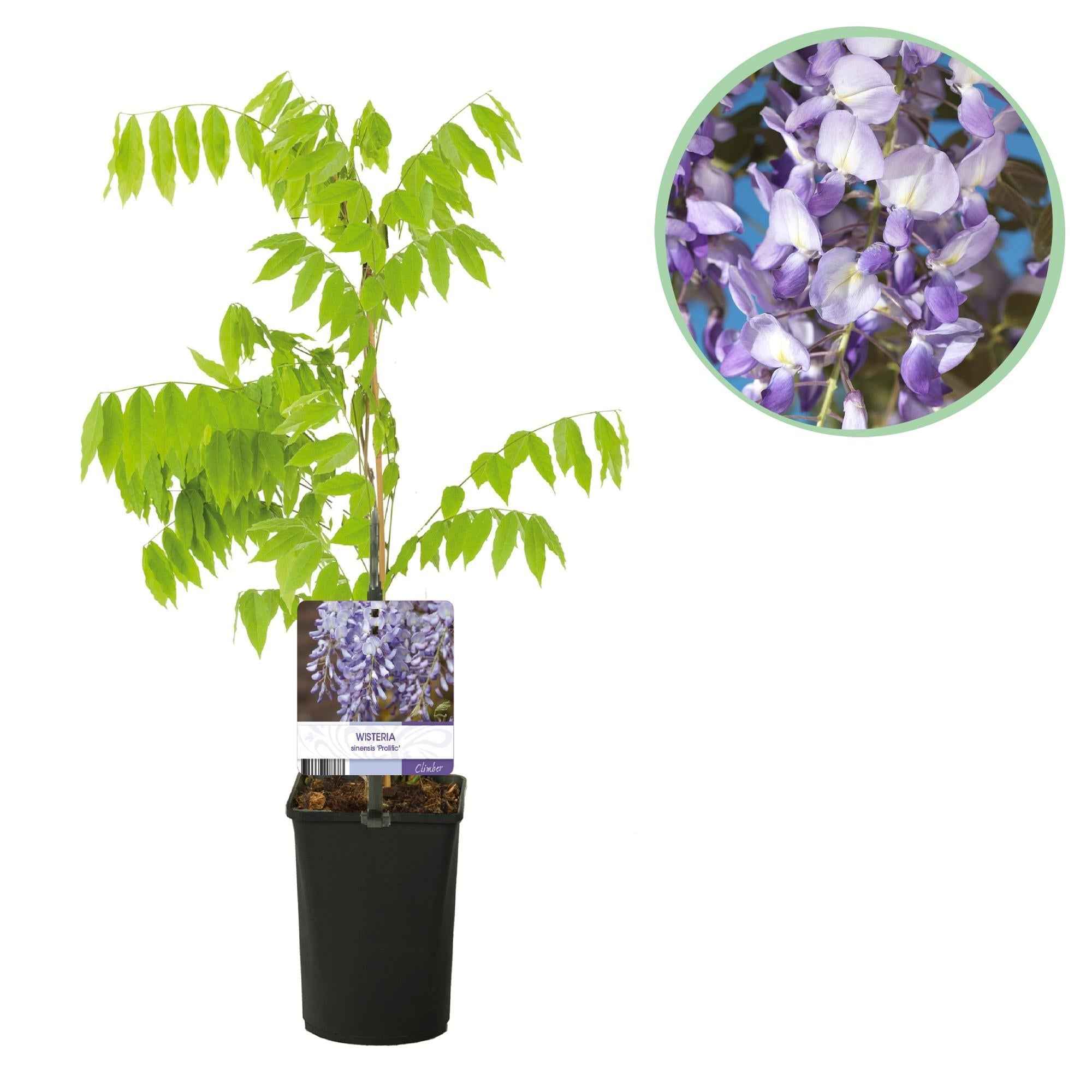 Image of Blauregen Wisteria floribunda Prolific – Kletterpflanze – Blüte Blau – Duftend – Schnellwachsend – 11cm Höhe 40cm – Für Pergolen & Zäune