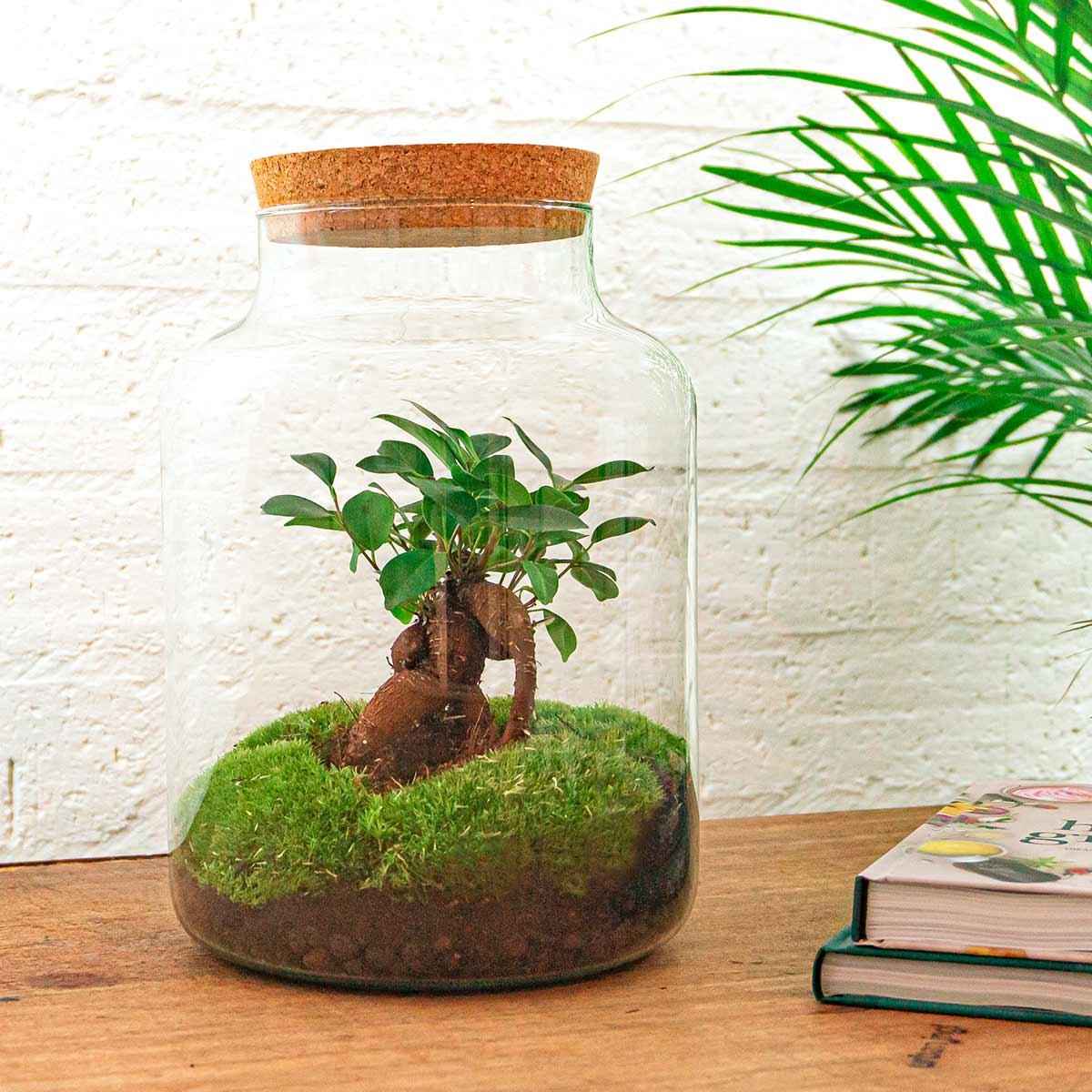 Image of Flaschengarten DIY Bausatz Terrarium Milky Bonsai – Ø21cm – ↕30cm – Do – It – Yourself Flaschengarten Set mit Ficus Ginseng Bonsai-1