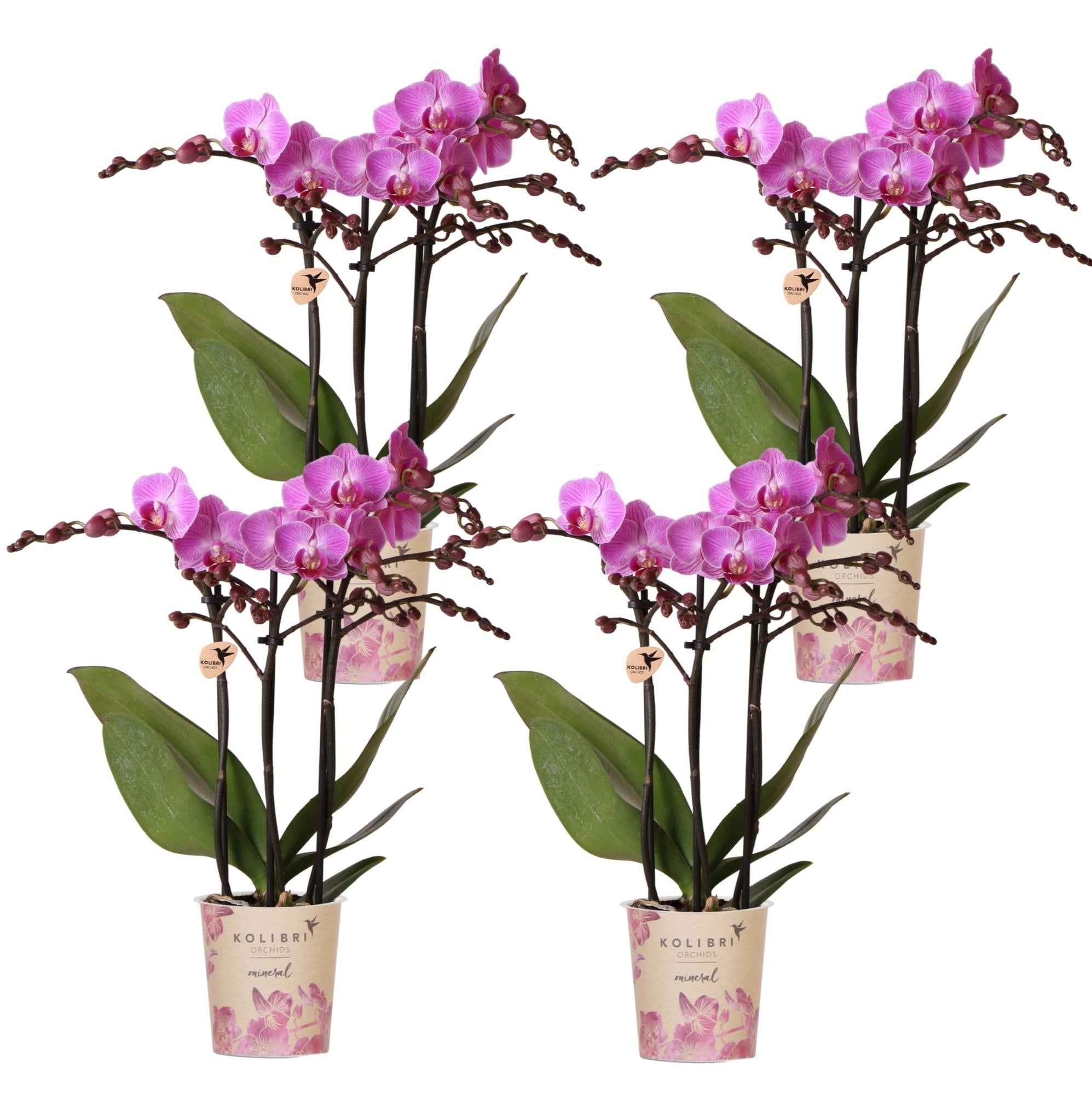 Image of Phalaenopsis Orchideen Wien – 2 Orchideen – Ø9cm – Dunkelrosa/Violett blühende Multiflora Orchideen – Zimmerpflanzen – Frisch vom Züchter-3