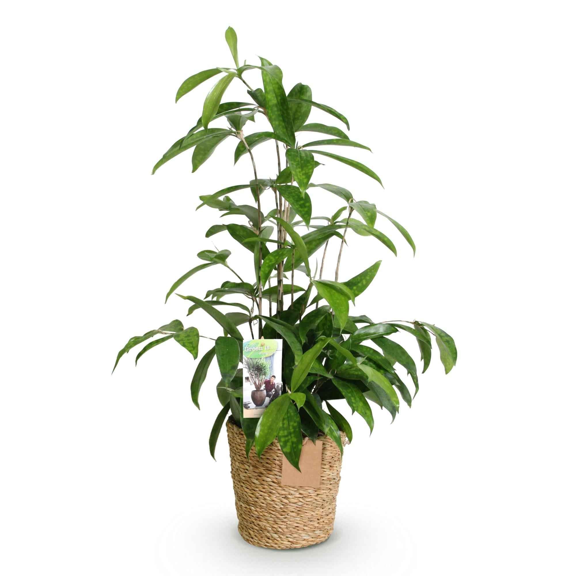 Image of Dracaena surculosa – 60-70cm – 17cm inkl. Naturkorb – Pflegeleichter Drachenbaum – Grün gesprenkeltes Blattwerk-0