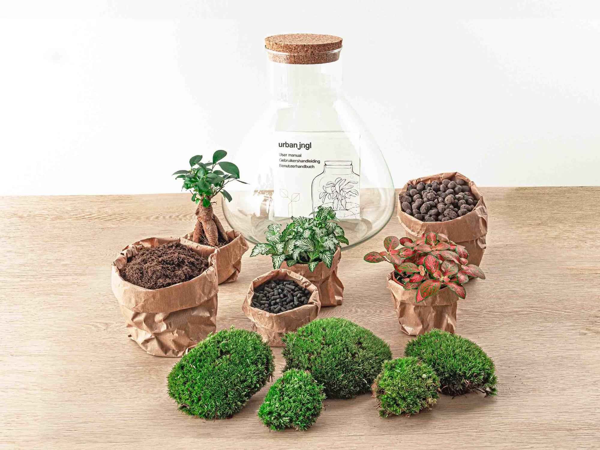 Image of Flaschengarten Terrarium Sam XL Bonsai – DIY Bausatz – 35cm Hoch – Ø30cm – Selbstgebautes Mini – Ökosystem mit Ficus – Ginseng – Bonsai & Fittonia