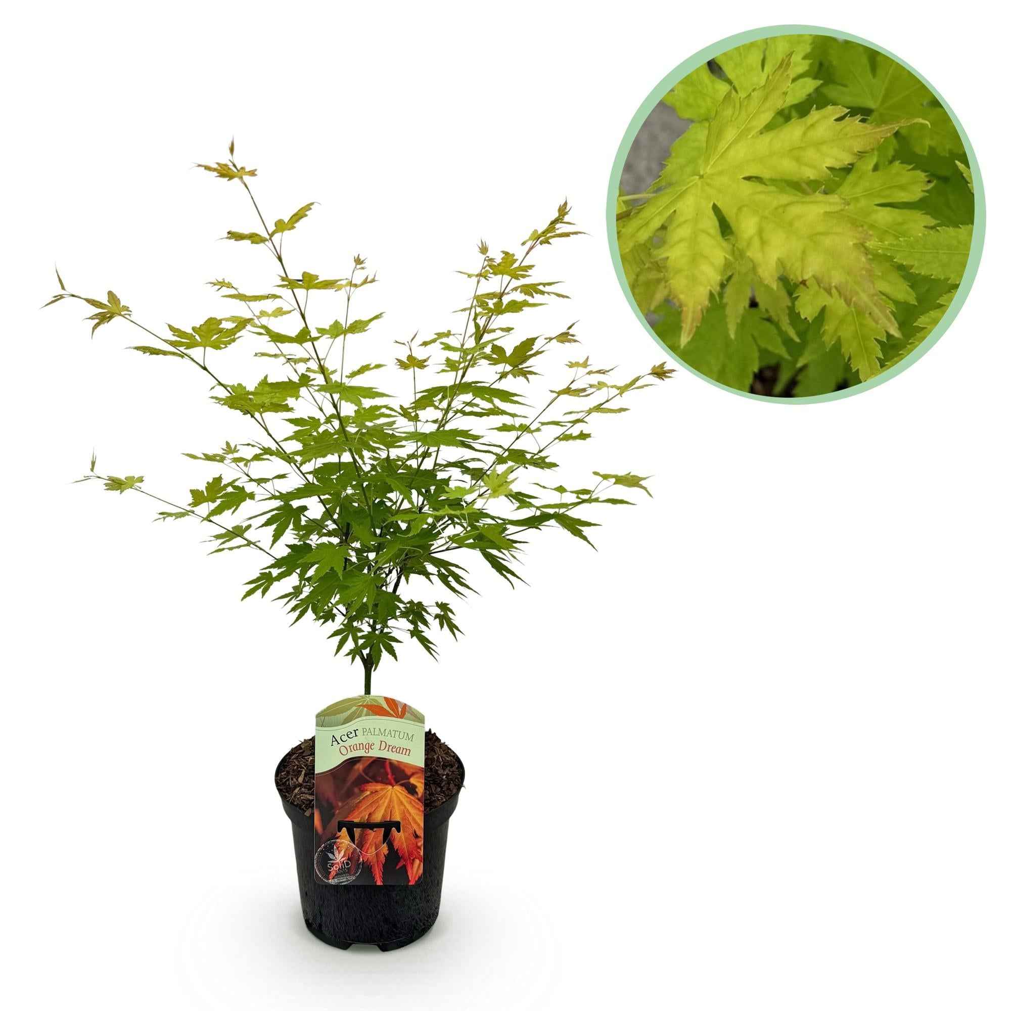 Image of Japanischer Ahorn – Acer palmatum Orange Dream – ca. 70cm hoch – Orange – Gelb – im 19cm Topf – Balkon – & Gartenpflanze – Zierbaum mit Farbwechsel-0