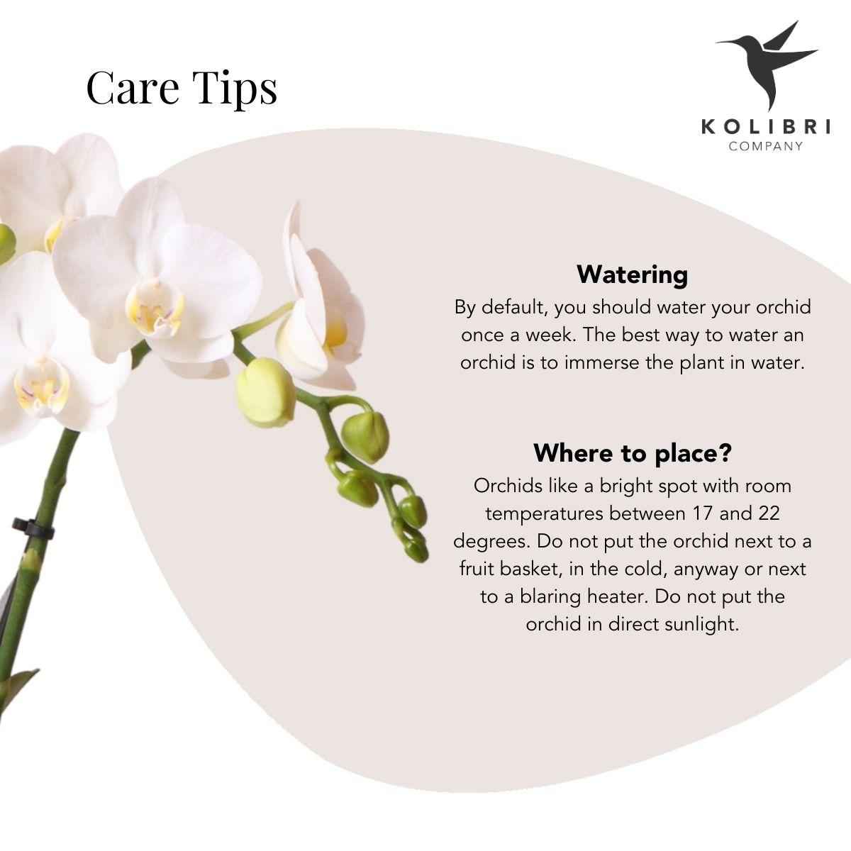 Image of Weiße Phalaenopsis – Orchidee 'Lausanne' – Zimmerpflanze mit 2-3 Blütenstielen – Ø9cm – inkl. schwarzer Bubble – Keramiktopf-1