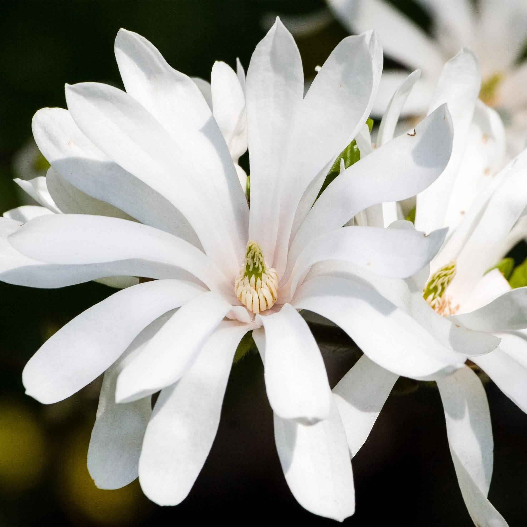 Image of Sternmagnolie Magnolia stellata – 19cm Höhe ca.90cm – Weiß blühend – Laubabwerfend & winterhart – Elegante Magnolie für Beet Balkon Terrasse