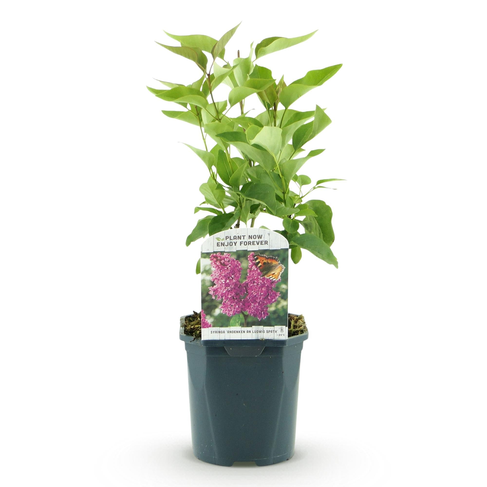 Image of Flieder Syringa vulgaris Ludwig Späth 45cm – winterhart lila, stark duftend – 17cm – Blüte Mai – Juni-2
