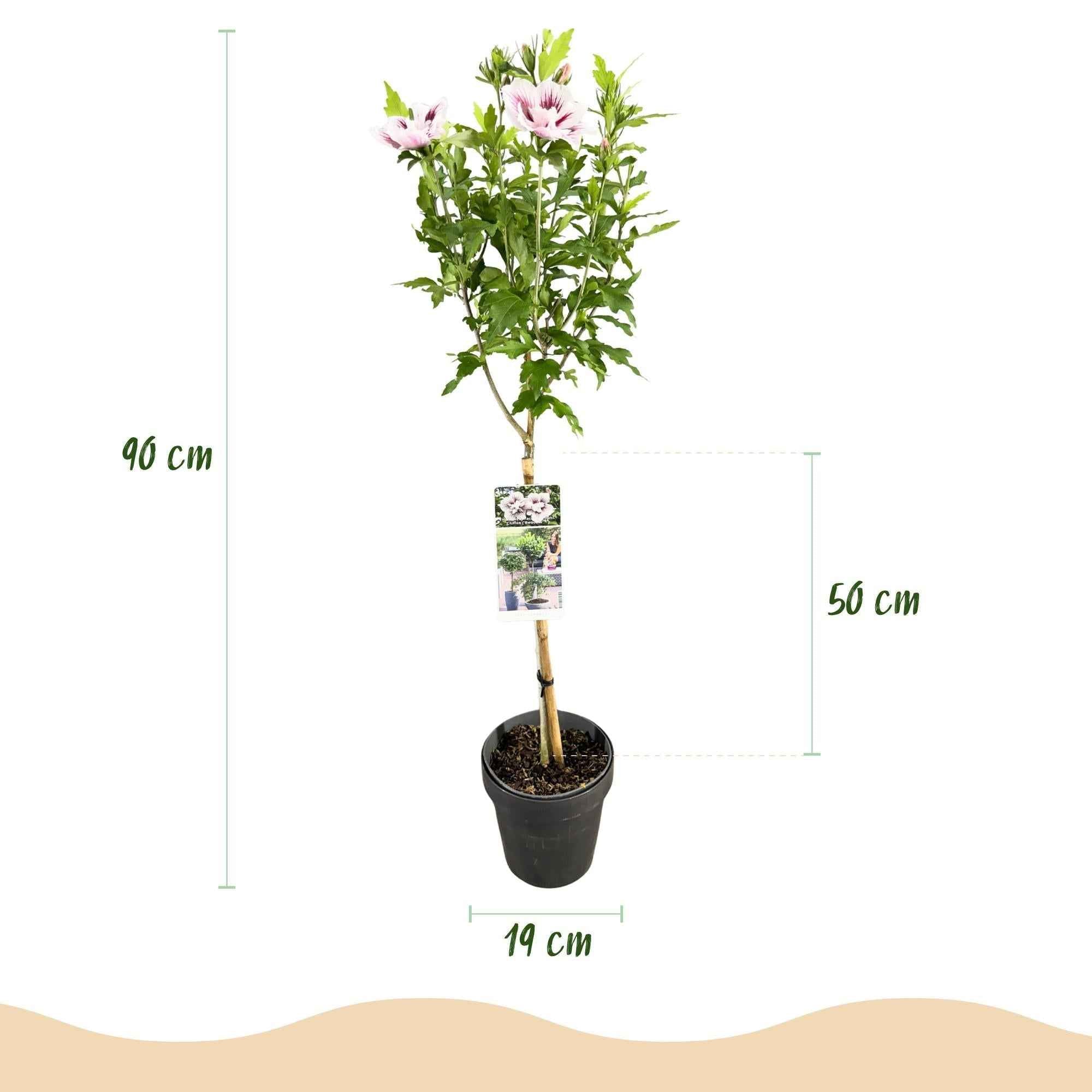 Image of Hibiscus syriacus Starburst Chiffon – Blühende Stamm – Pflanze mit cremeweißen Blüten – Laubabwerfend & pflegeleicht – Ø19cm – Höhe ca. 90cm-4