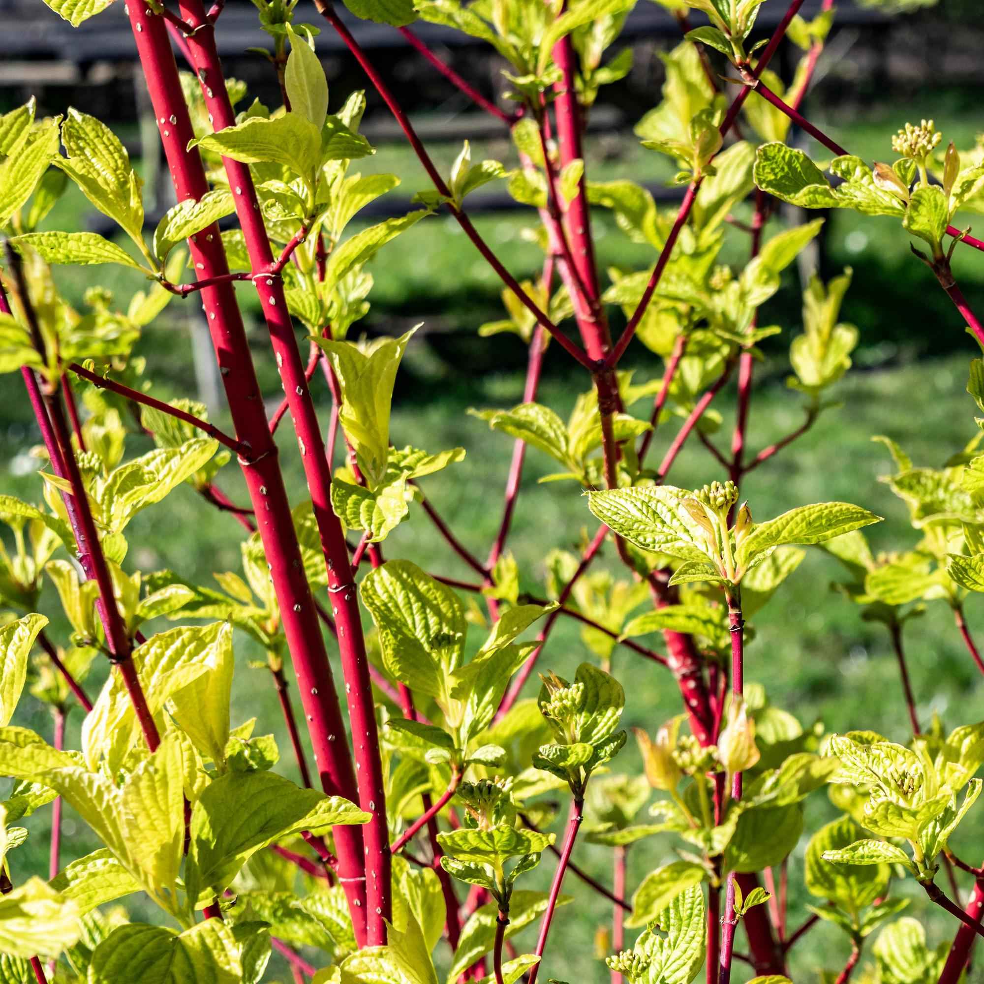 Image of Rotholz – Hartriegel – Cornus alba 'Sibirica' – Ø17cm – ca. 45cm hoch – Zierstrauch mit roten Zweigen – Winterhart & pflegeleicht – Bienenfreundlich-3
