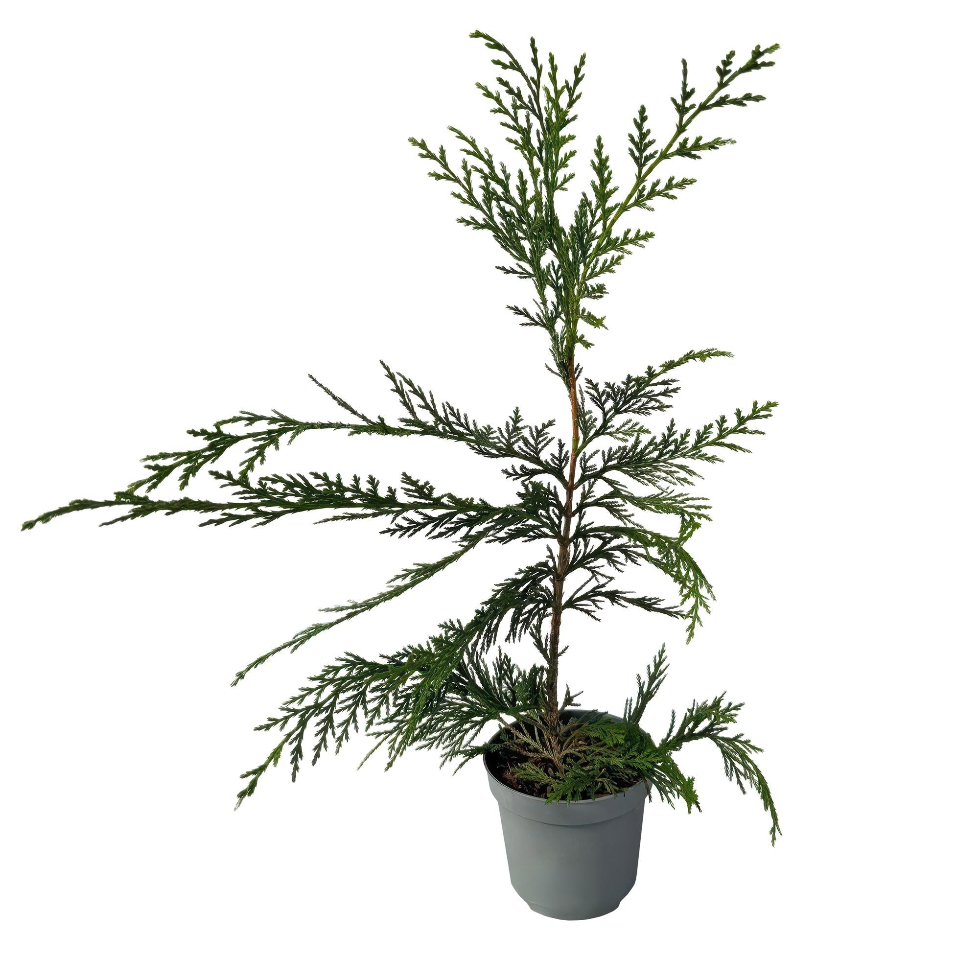 Image of Leyland – Zypresse Cupressocyparis leylandii – Immergrüne Heckenpflanze – 8 Pflanzen – 1m – 9cm Höhe 35-40cm – Schnellwachsend & Pflegeleicht-0