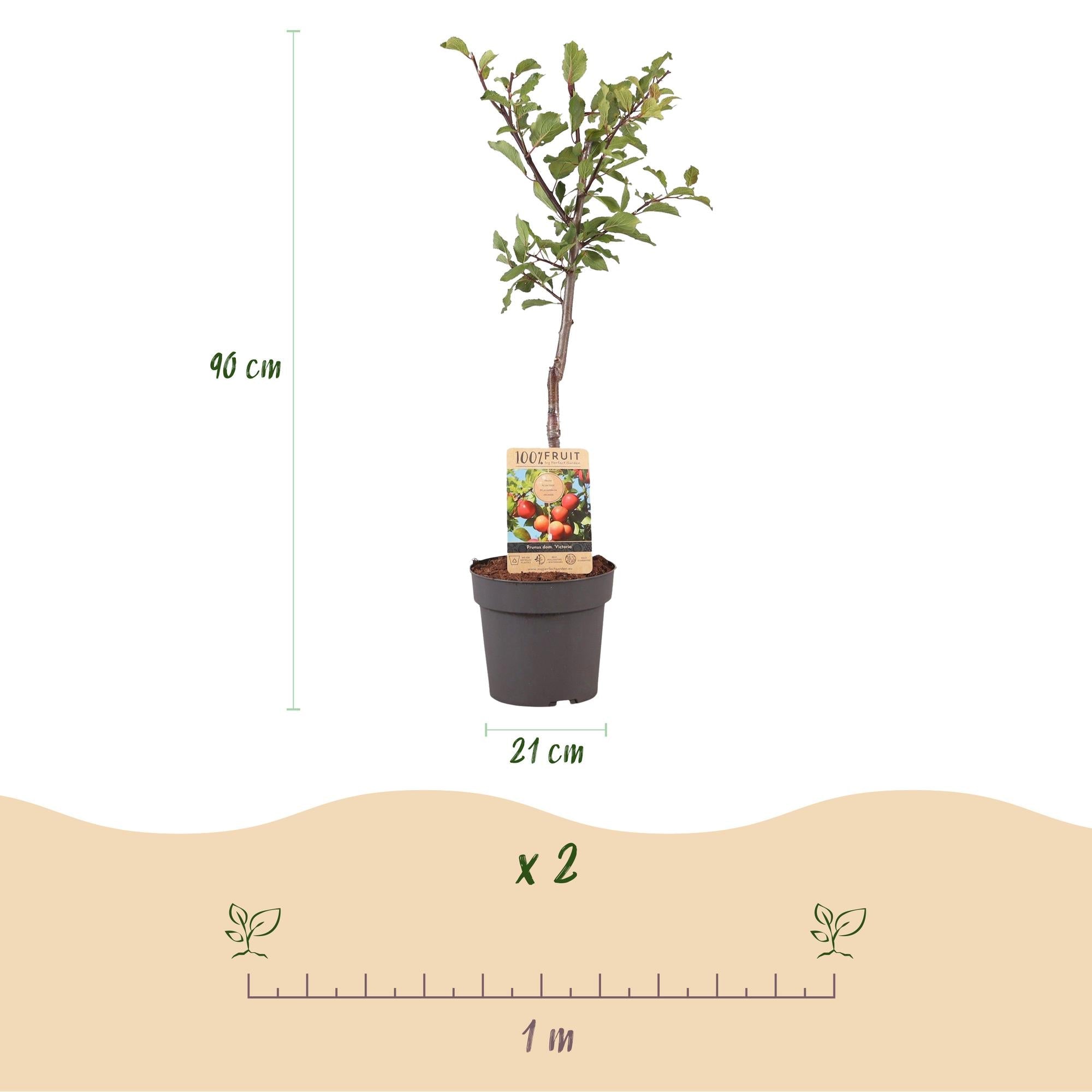 Image of Pflaumenbaum Prunus domestica Victoria – Obstpflanze – Rote Pflaumen – 21cm – Höhe 90cm – Einfache Pflege – Sommerliche Ernte-3