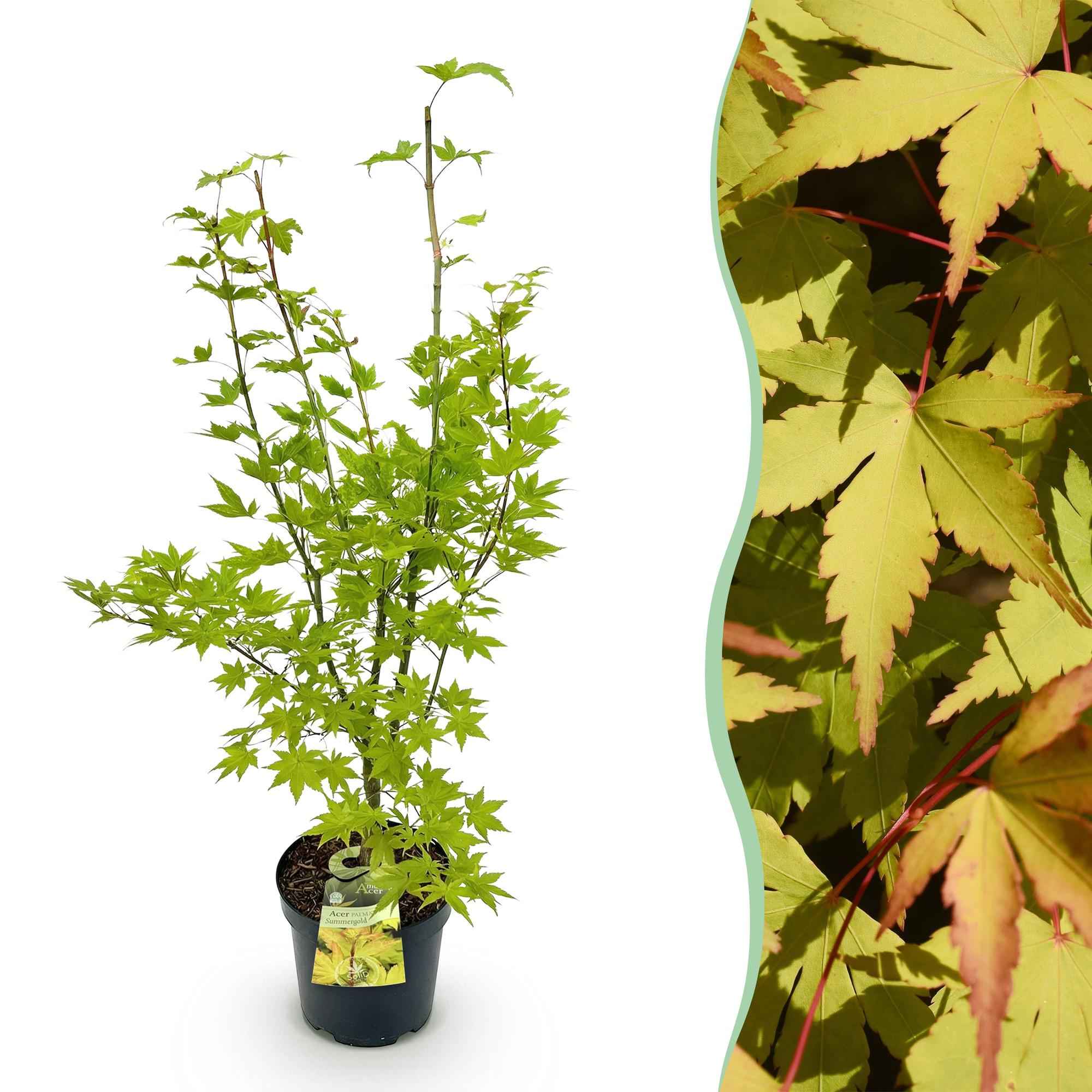 Image of Japanischer Ahorn Acer palmatum Summergold, laubabwerfende Gartenpflanze in Gelb, Zierahorn für Garten und Kübel, Ø26cm, 90cm hoch, für-1