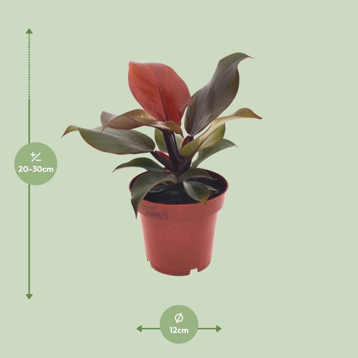Image of Philodendron Imperial Red – Ø12cm – ↕25cm – Tropische Zimmerpflanze – Luftreinigend & dekorativ – Pflegeleicht