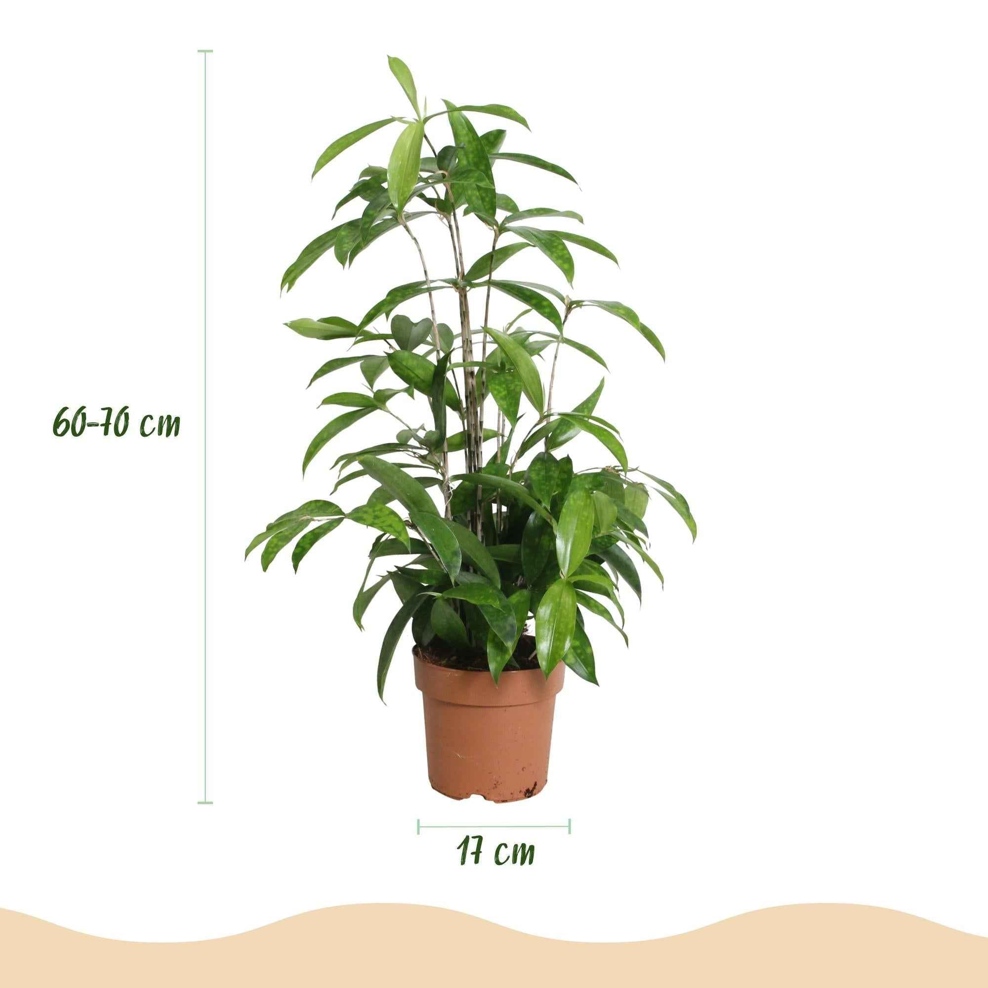 Image of Dracaena surculosa – Drachenblutbaum – 17cm – Höhe 60-70cm – Pflegeleichte grüne Zimmerpflanze mit eleganten Blättern für Wohn – und Arbeitsräume-2