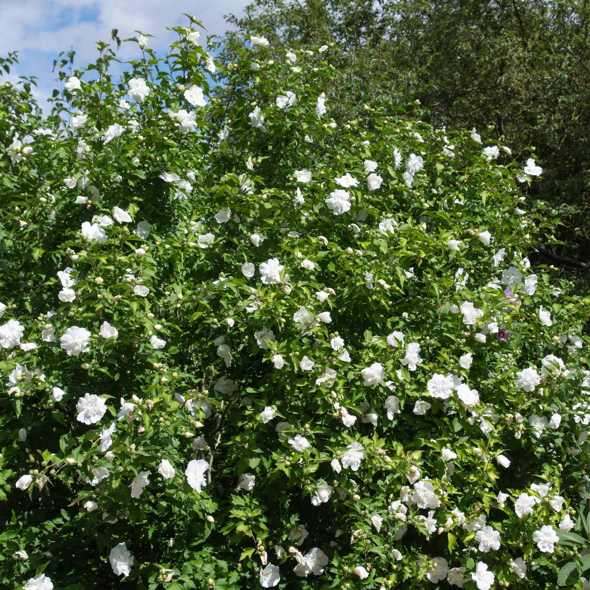 Image of Hibiscus syriacus White Chiffon – Stamm – Pflanze – Ø19cm – Höhe ca. 90cm – Weiße Blüten – Laubabwerfend & pflegeleicht
