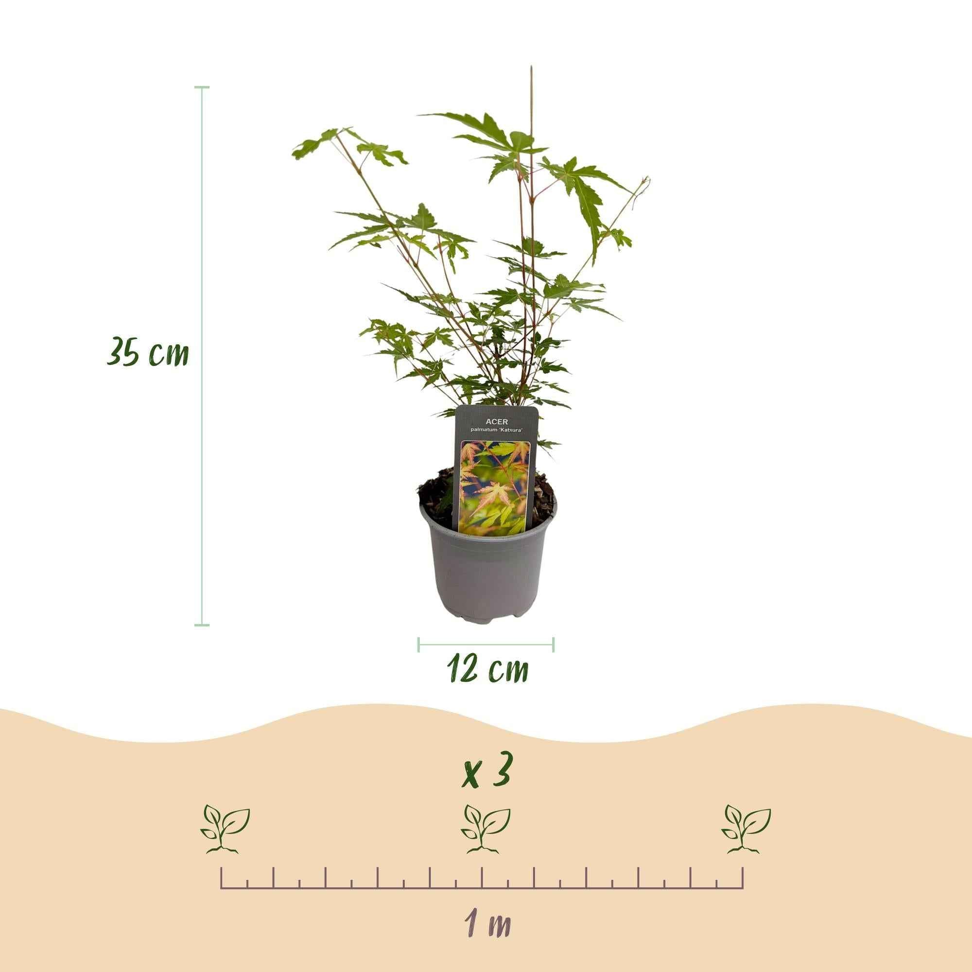 Image of Ahorn Acer palmatum Sangokaku – 12cm – Höhe ca. 35cm – Hellgrünes Laub & goldene Herbstfärbung – Laubabwerfender pflegeleichter Zierstrauch-4