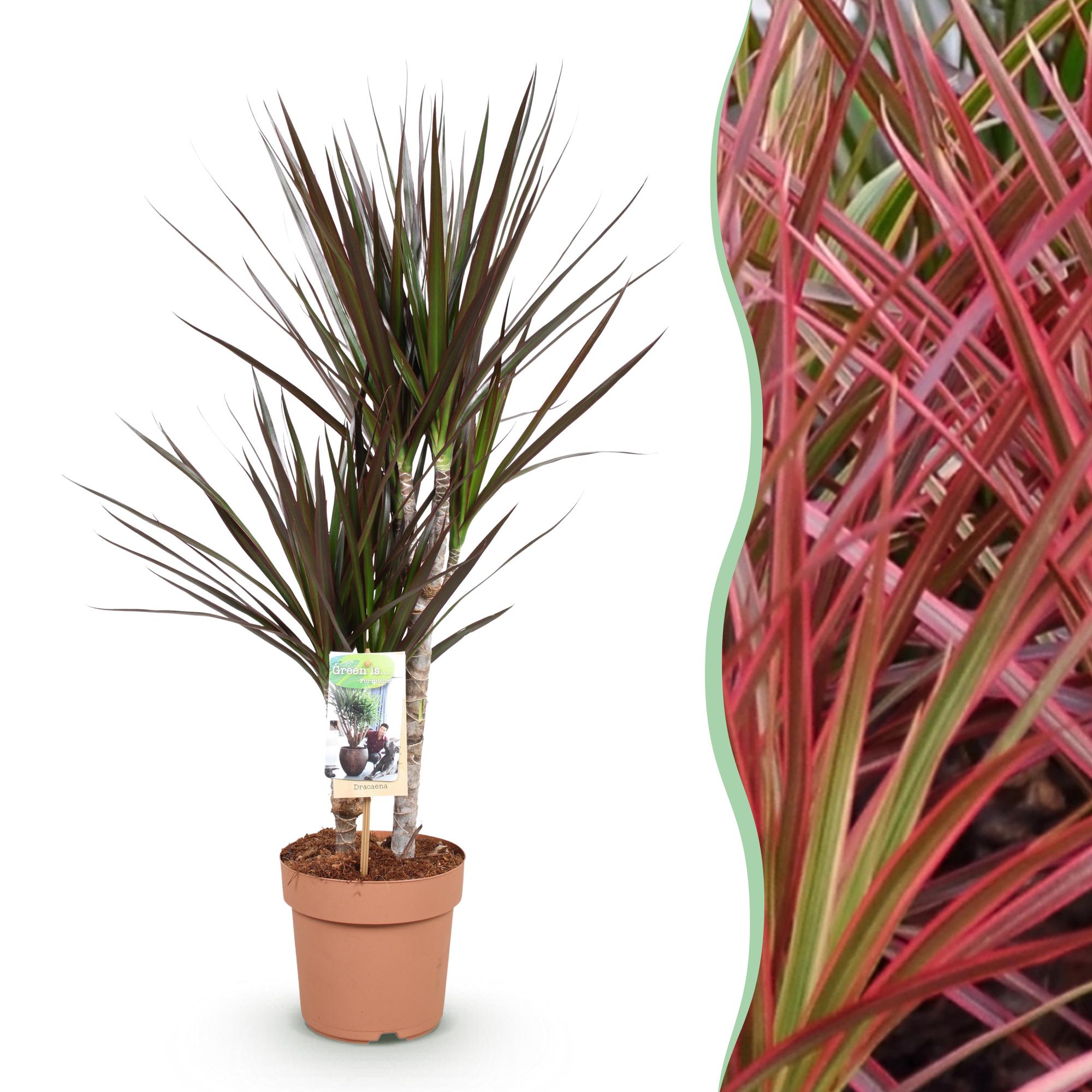 Image of Dracaena Magenta – Drachenblutbaum – 17cm – Höhe 70-80cm – Pflegeleichte rot – grüne Zimmerpflanze mit dekorativen Stängeln für Wohn-1