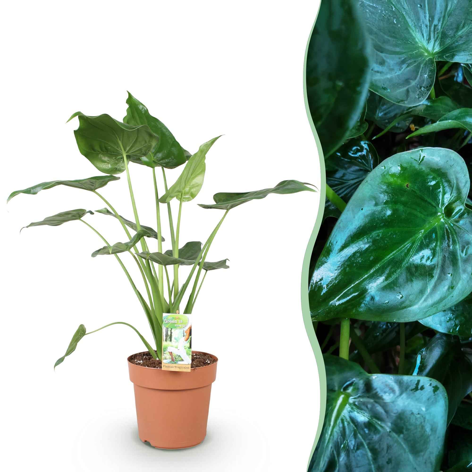 Image of Alocasia Cucullata Buddhas Hand – 21cm – Höhe 65-70cm – Pflegeleichte grüne Zimmerpflanze mit herzförmigen Blättern für exotische Innenräume-1