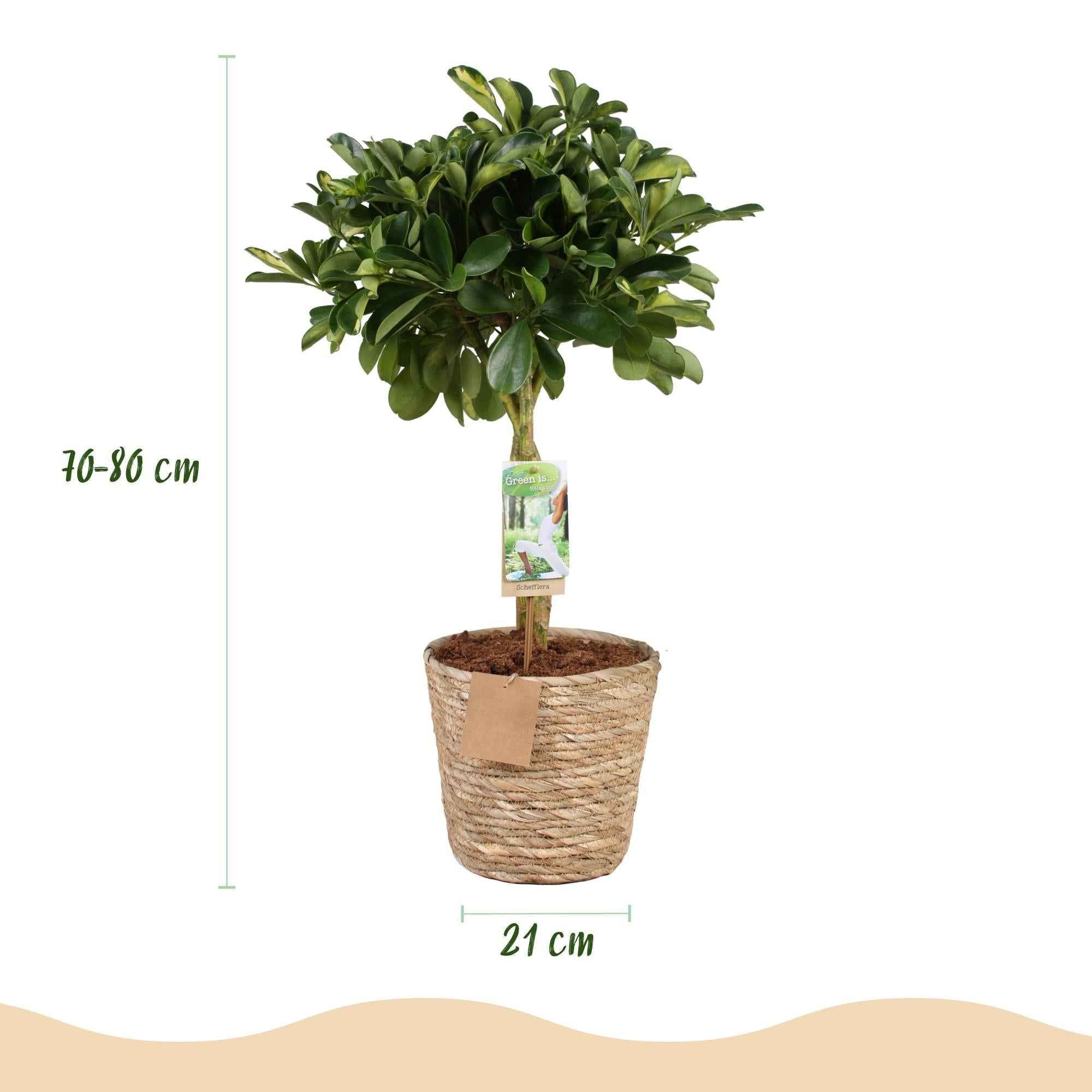 Image of Schefflera Gold Capelle – 70-80cm – 21cm inkl. Naturkorb – Pflegeleichter Fingerbaum – Grün – Goldenes Blattwerk