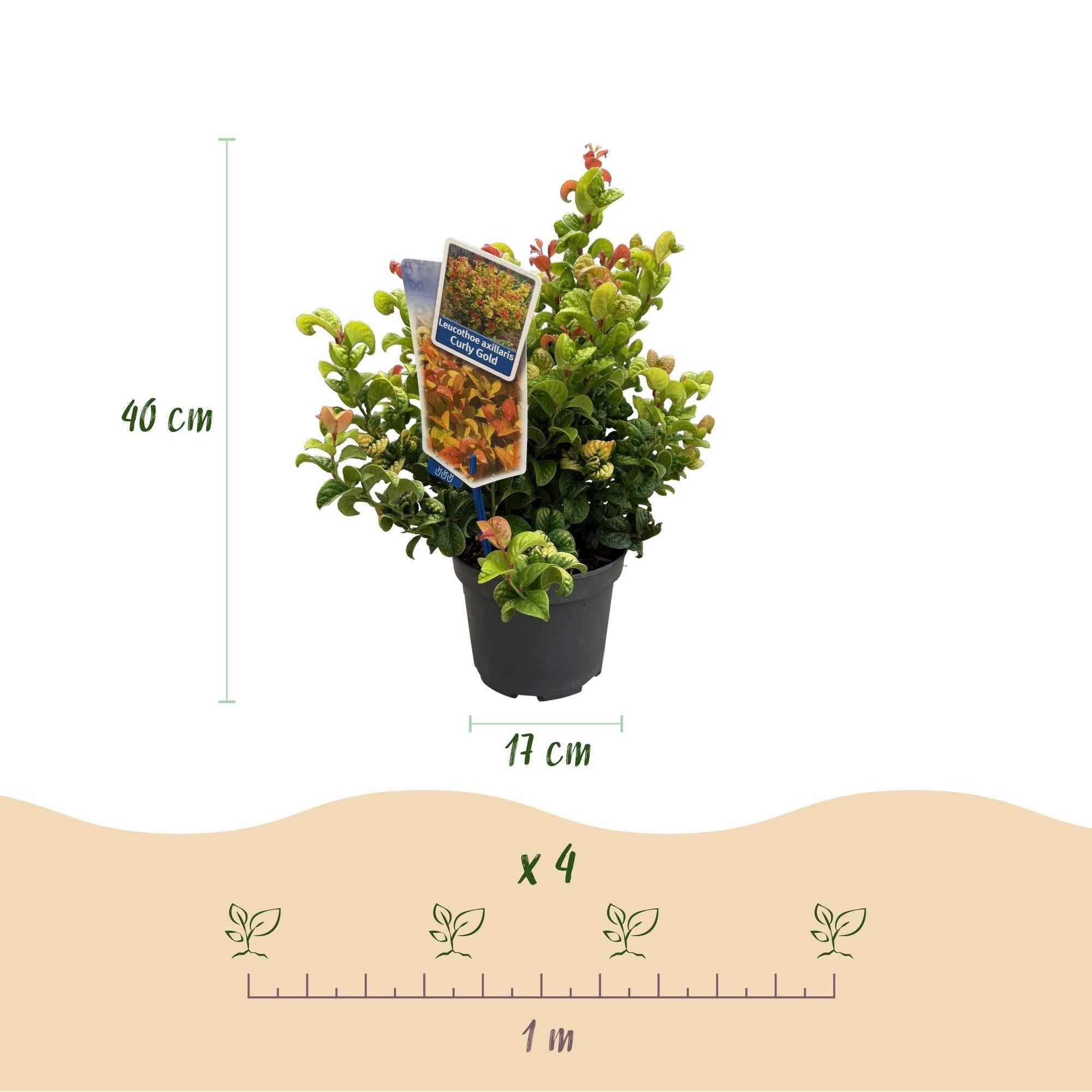 Image of Traubenheide Leucothoe Curly Gold – Ø17cm 40cm Höhe – immergrüner Zierstrauch mit gelbem Laub für Garten Balkon Terrasse & Beet-2