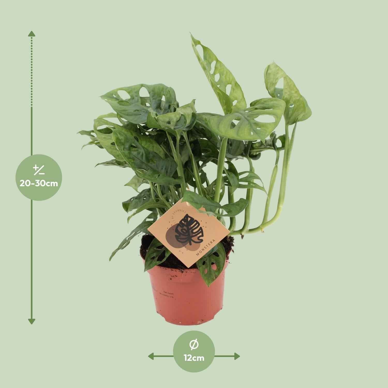 Image of Fensterblatt – Monstera Monkey Leaf – Zimmerpflanze – Ø12cm – ↕30cm – Pflegeleicht & luftreinigend