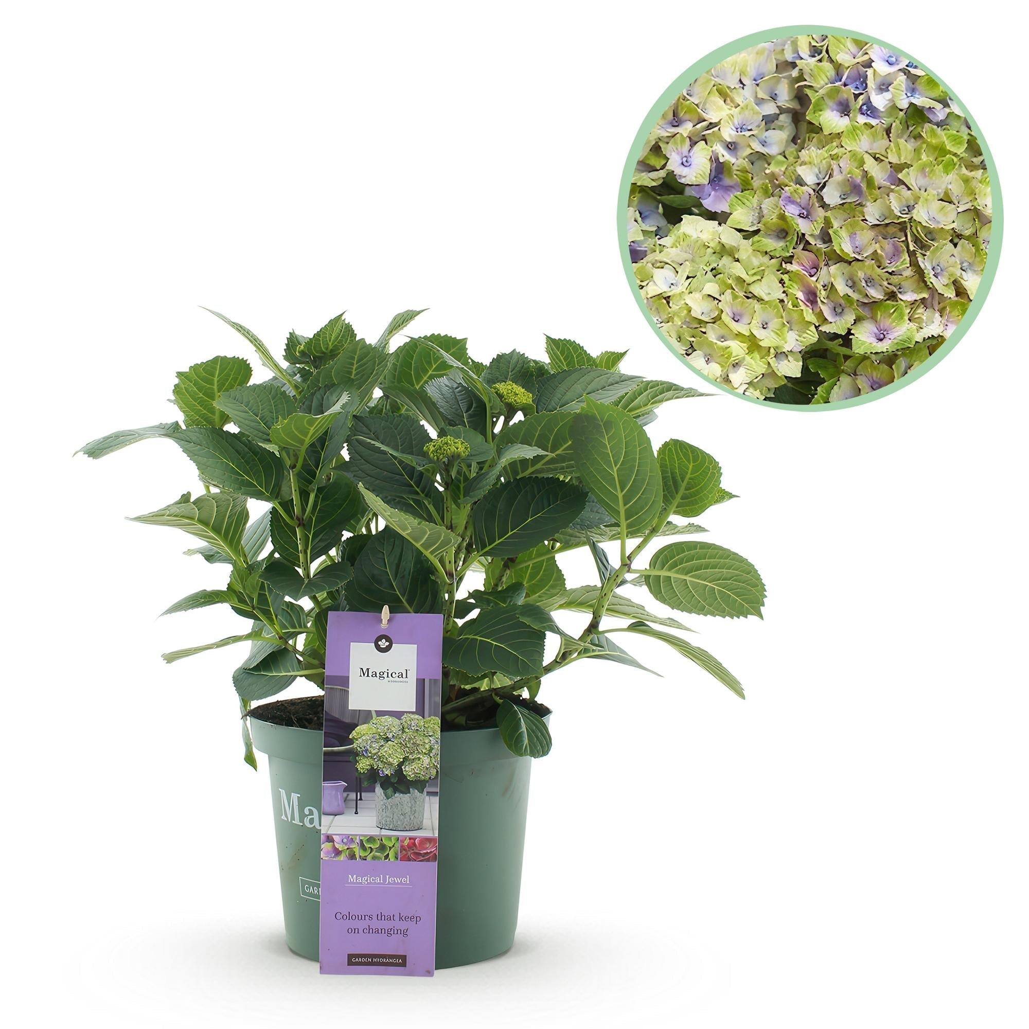 Image of Hortensie Magical Jewel Blue – Hydrangea macrophylla – Blau – Balkonpflanze – 23cm Ca. 55cm hoch – 6-10 Blüten – Für Balkon, Terrasse & Beet-0