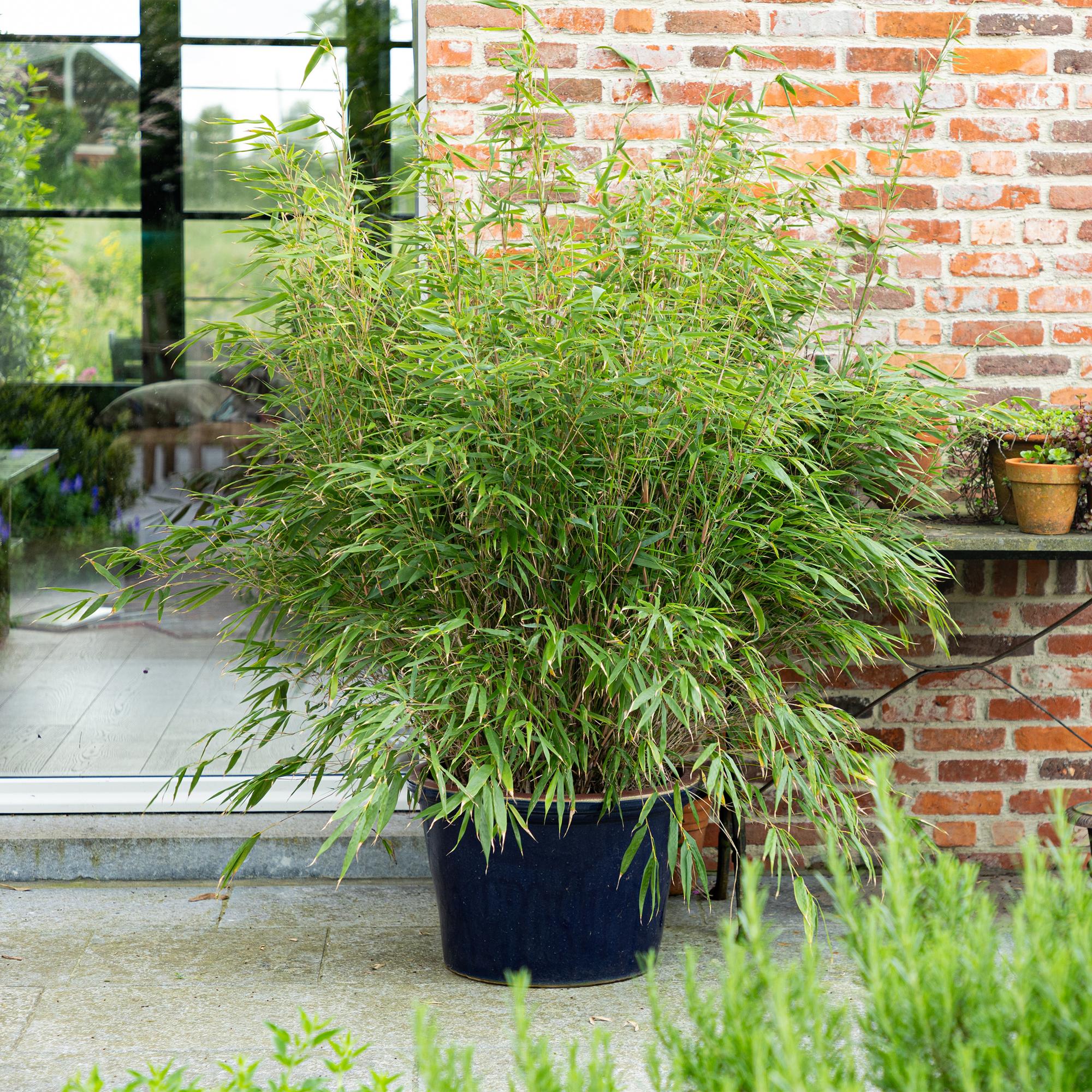 Image of Bambus Fargesia rufa nicht ausbreitend immergrün 80cm 23cm für Garten Terrasse Balkon Hecke Sichtschutz pflegeleicht winterhart grüne Ziergräser-3