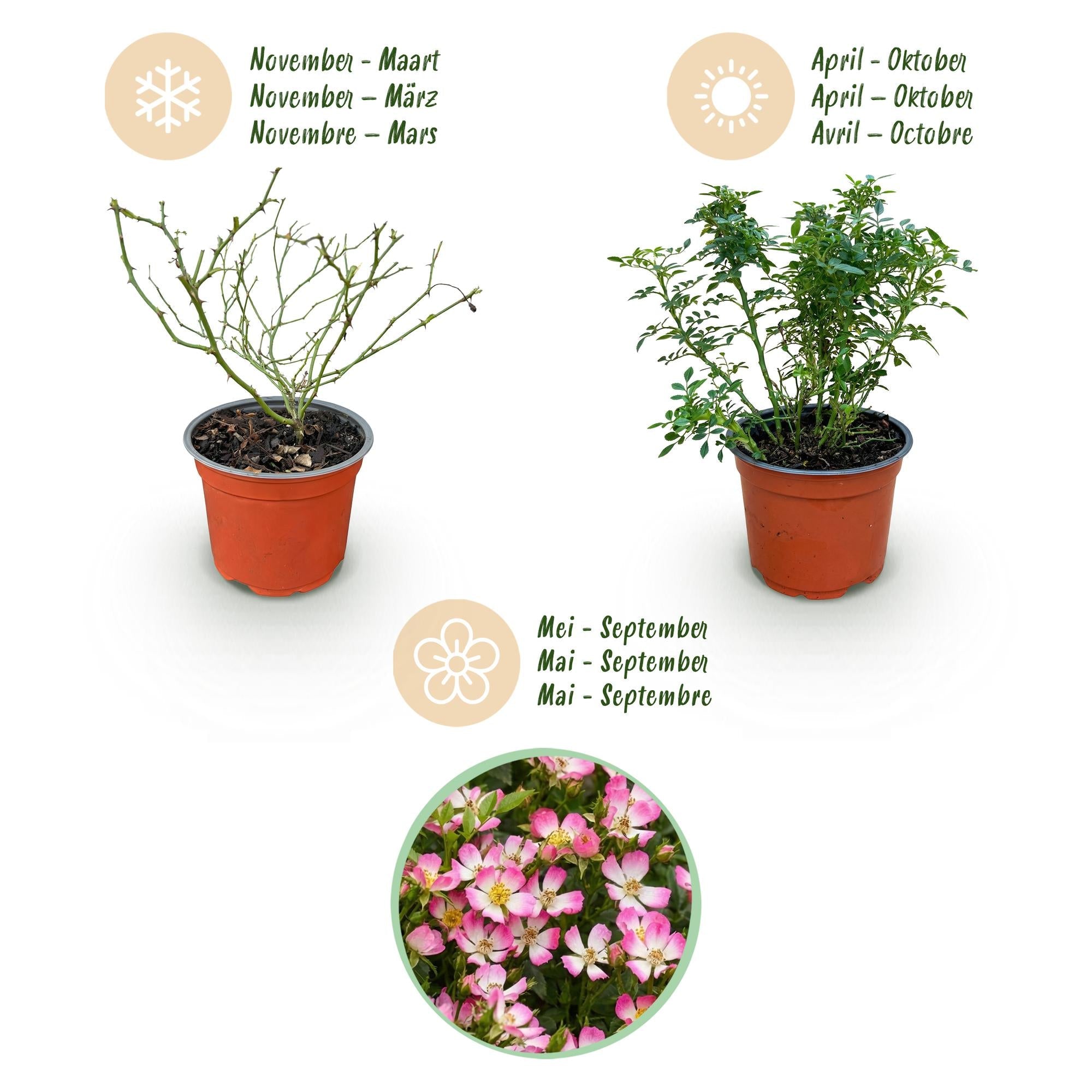 Image of Rose Rosa Cutie Pie winterhart rosa 20-25cm 12cm für Garten Balkon Terrasse Beet rosa Beetrose dauerblühend bienenfreundlich pflegeleicht kompakt-4