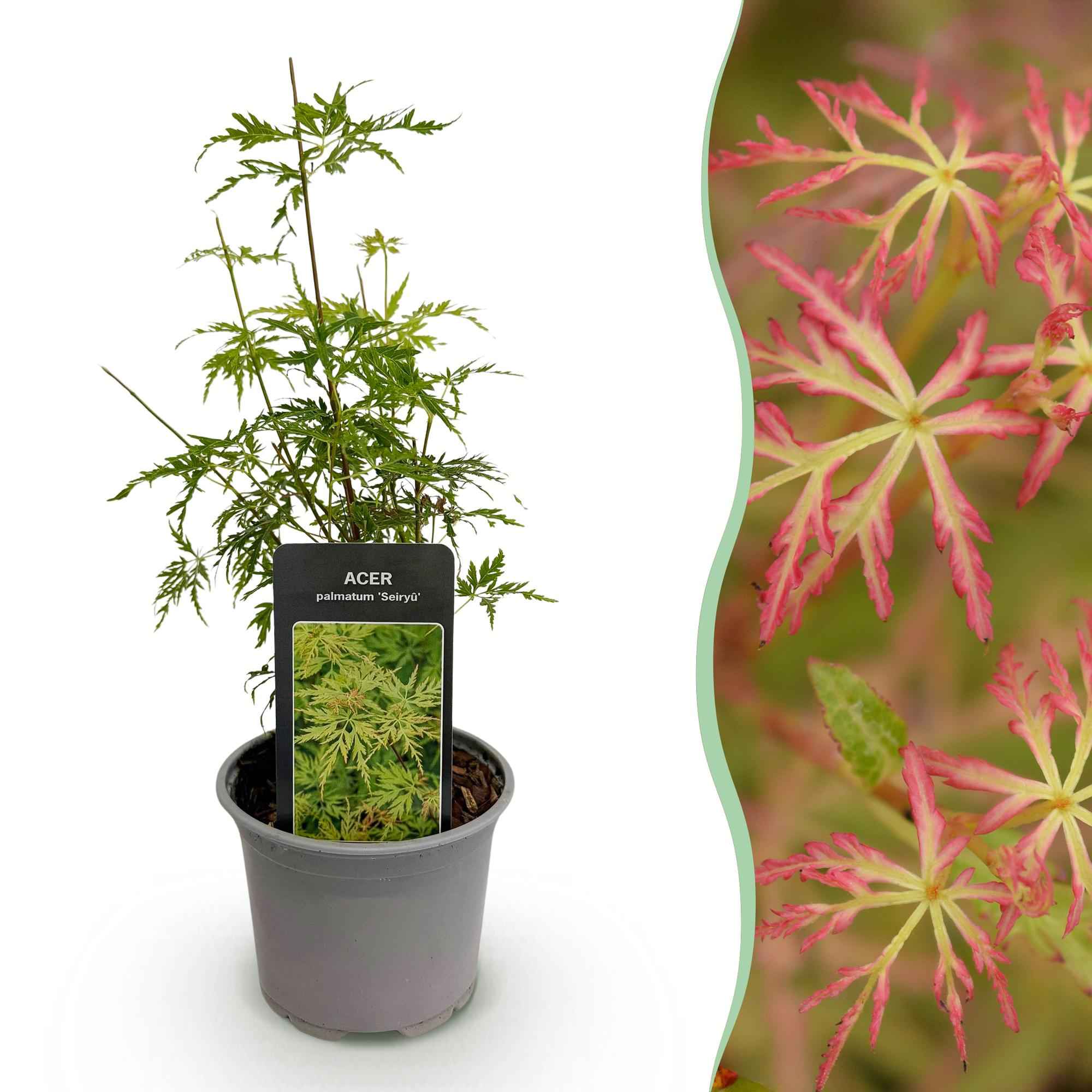 Image of Ahorn Acer palmatum Seiryu – 12cm – Höhe ca. 35cm – Filigranes grünes Laub & leuchtende Herbstfarben – Laubabwerfender pflegeleichter Zierstrauch-0